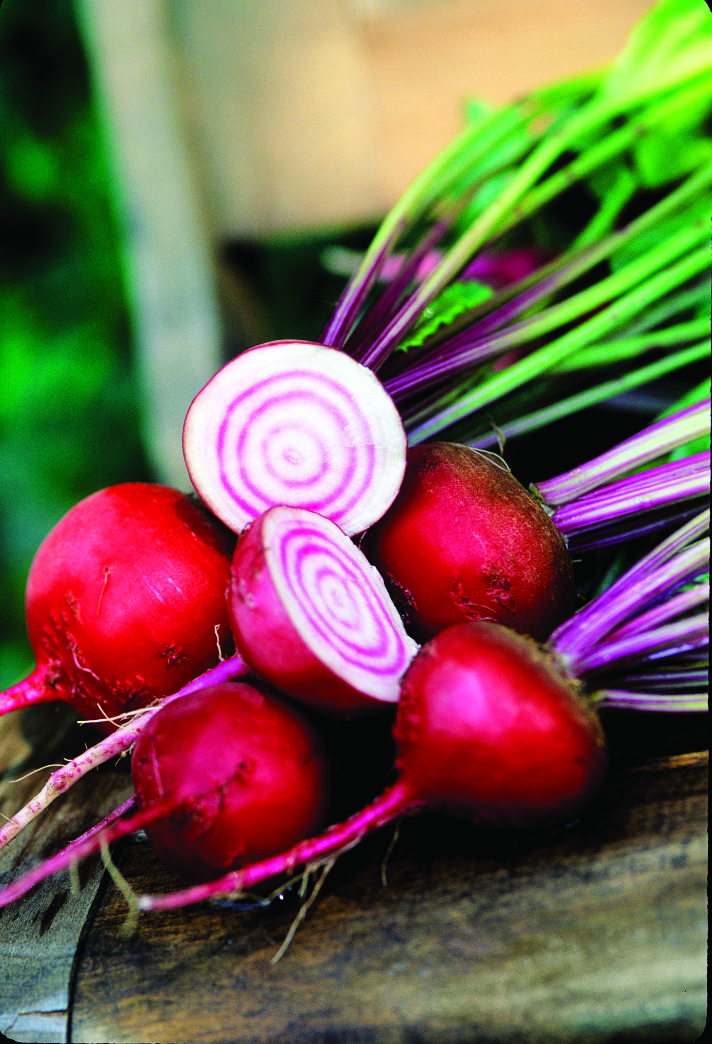 chioggia-beet