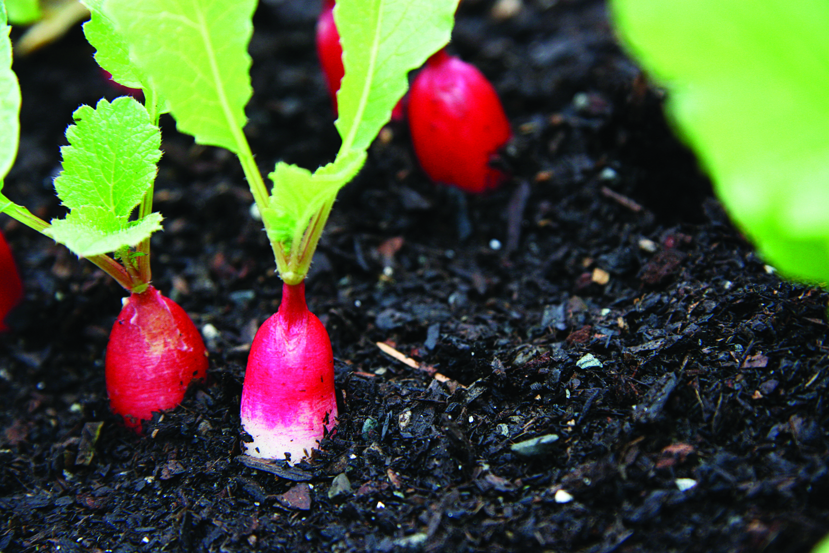 homegrown vegetables