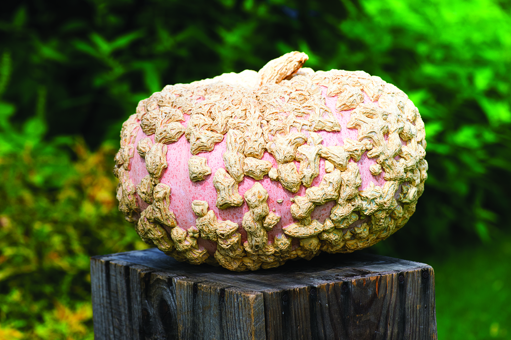 galeux-deysines-squash