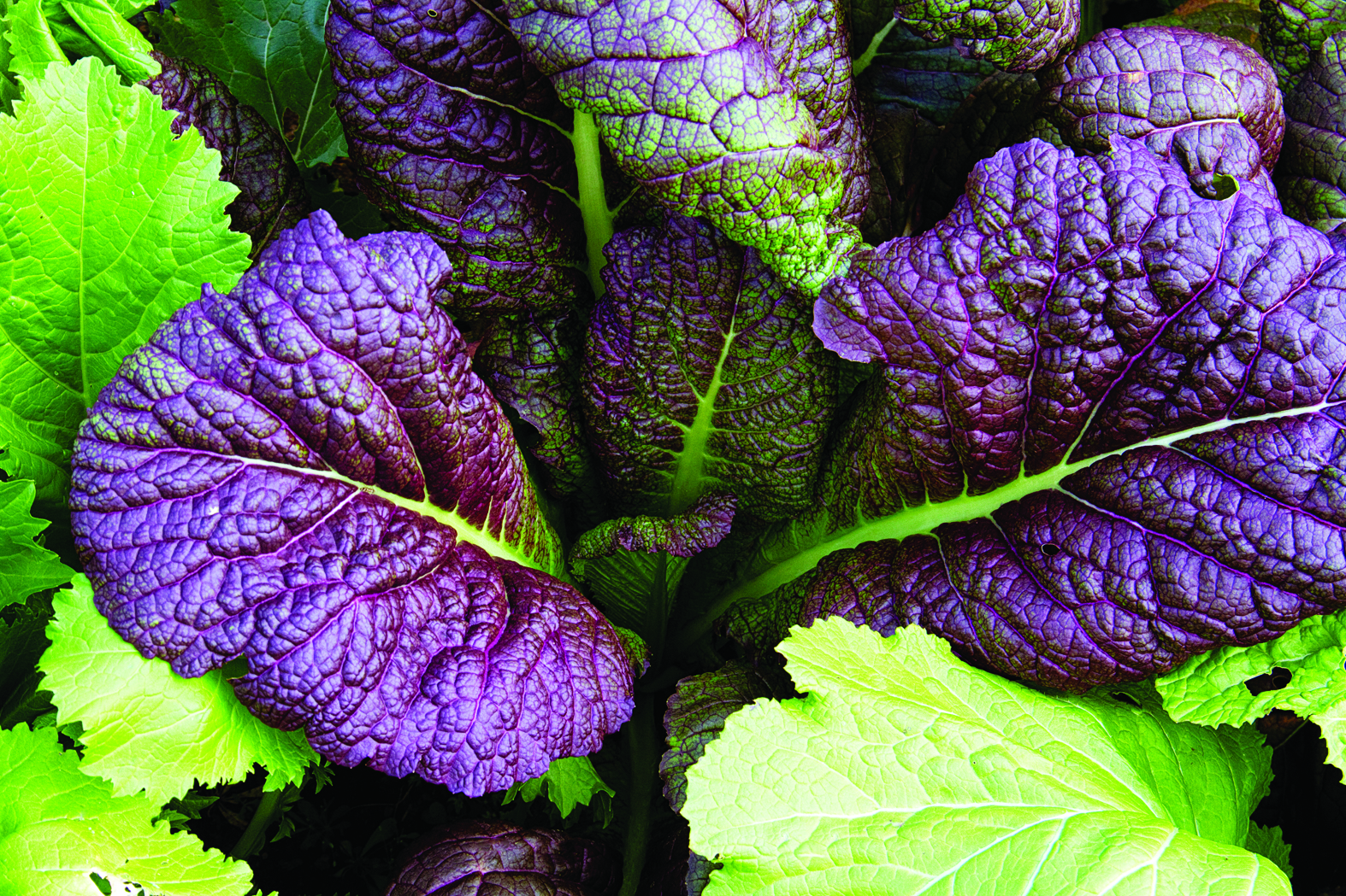 japanese-giant-red-mustard