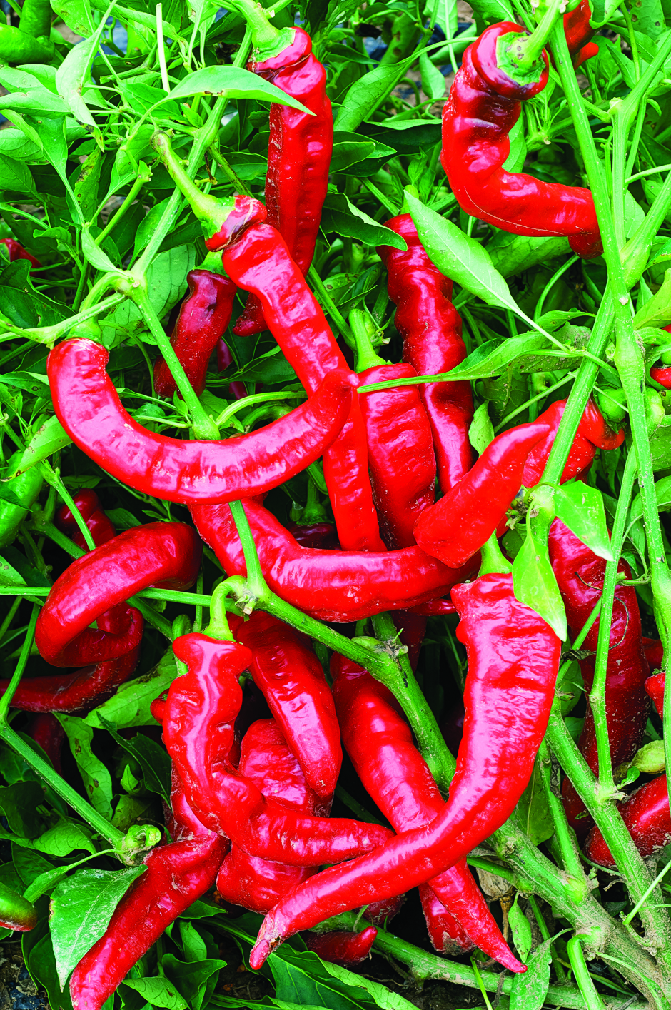 jimmy-nardellos-pepper