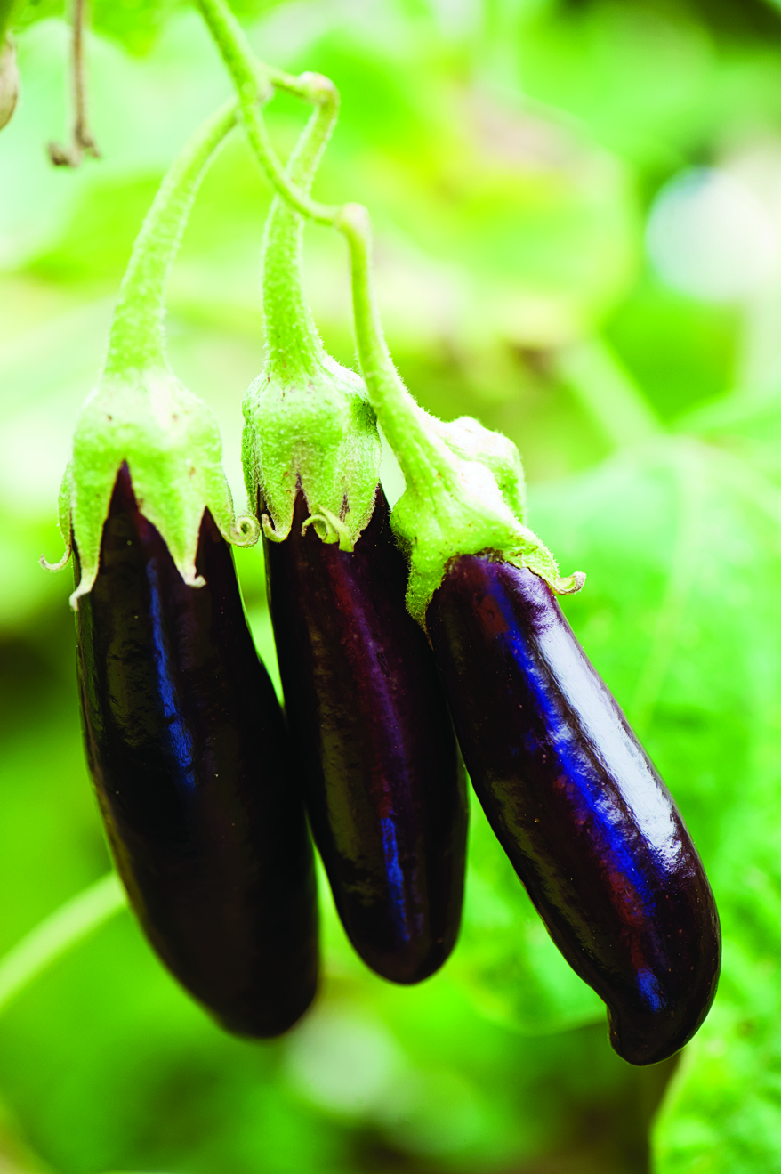 lebanese-bunching-eggplant