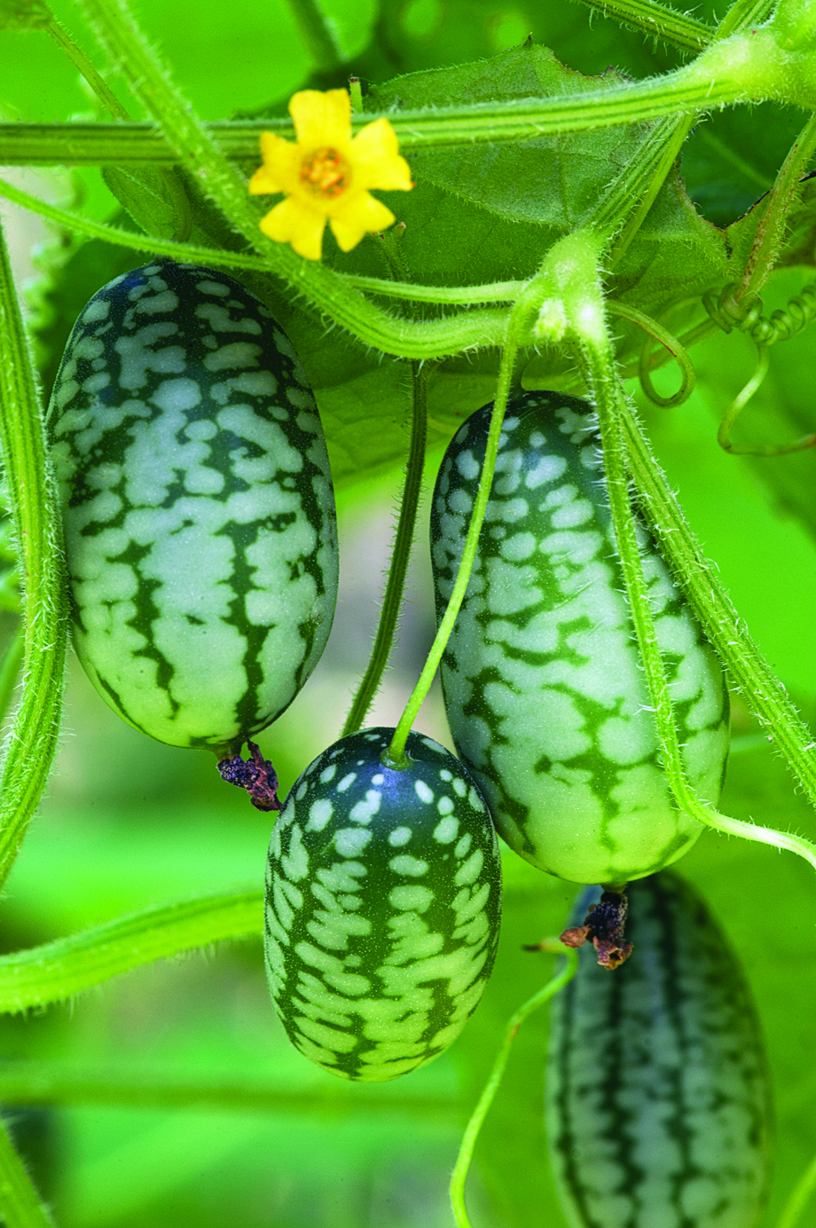mexican-sour-gherkin-cucumber-melothria-scabra