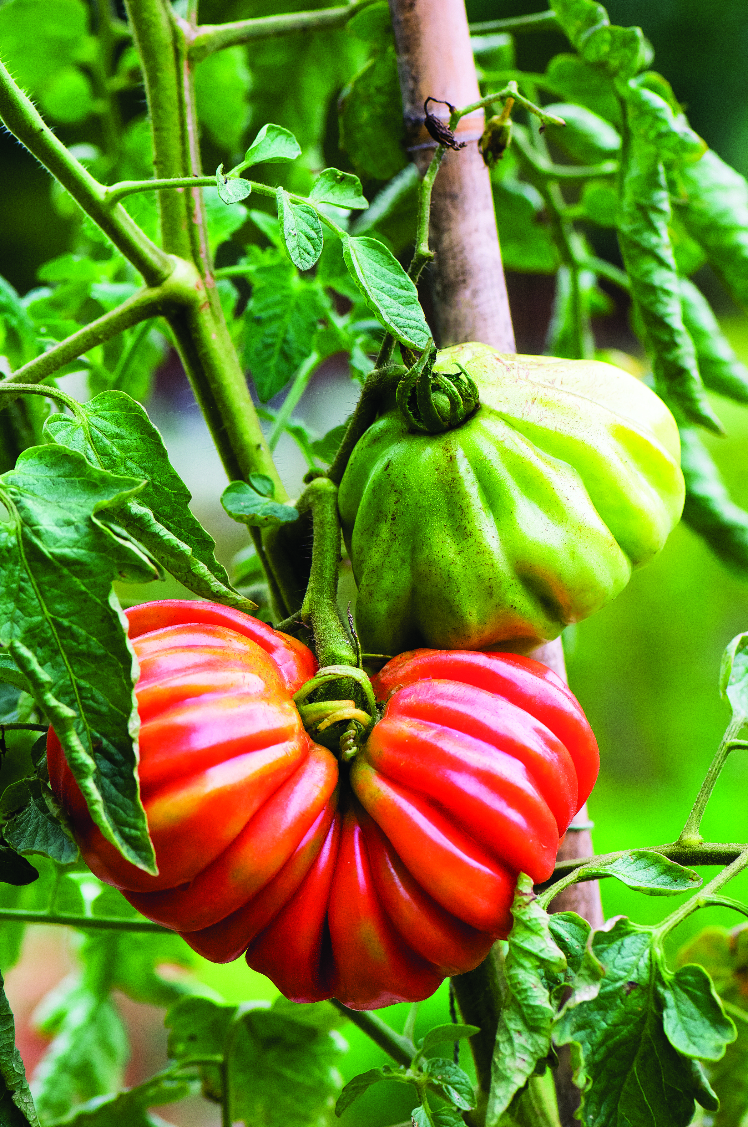 pink-accordion-tomato