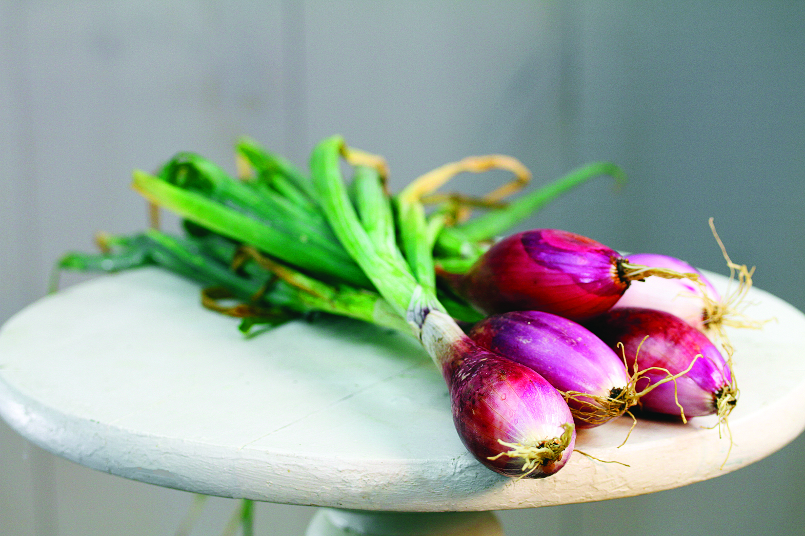 red-of-florence-onion