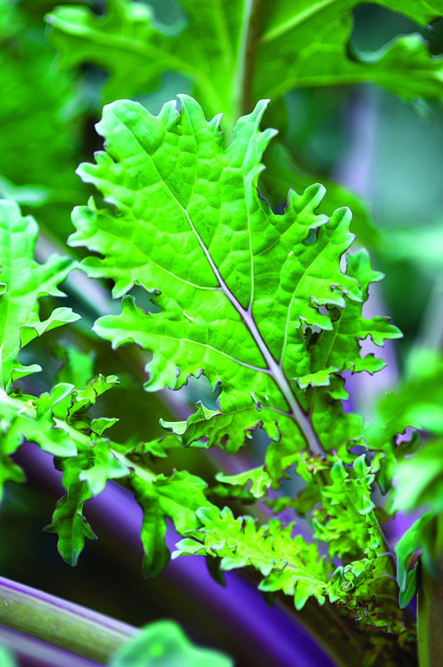 19 Best Heirloom Plants - Sunset Magazine