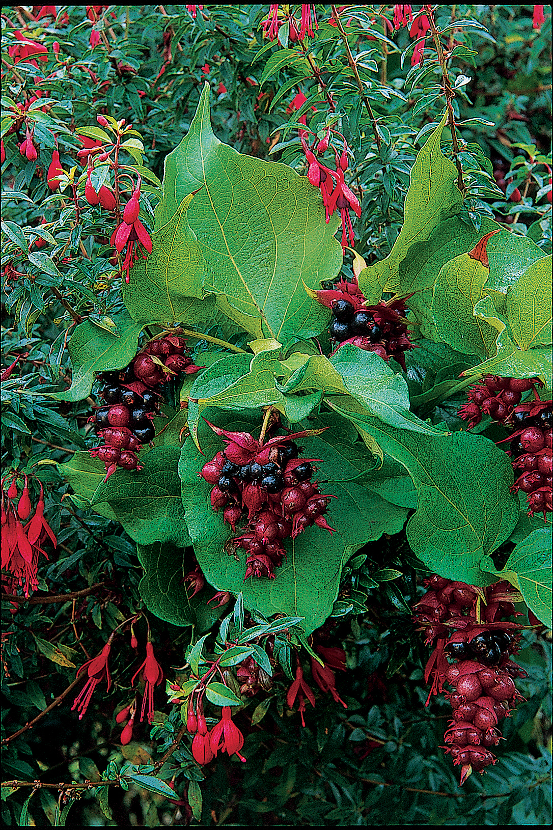 himalayan-honeysuckle-leycesteria-formosa