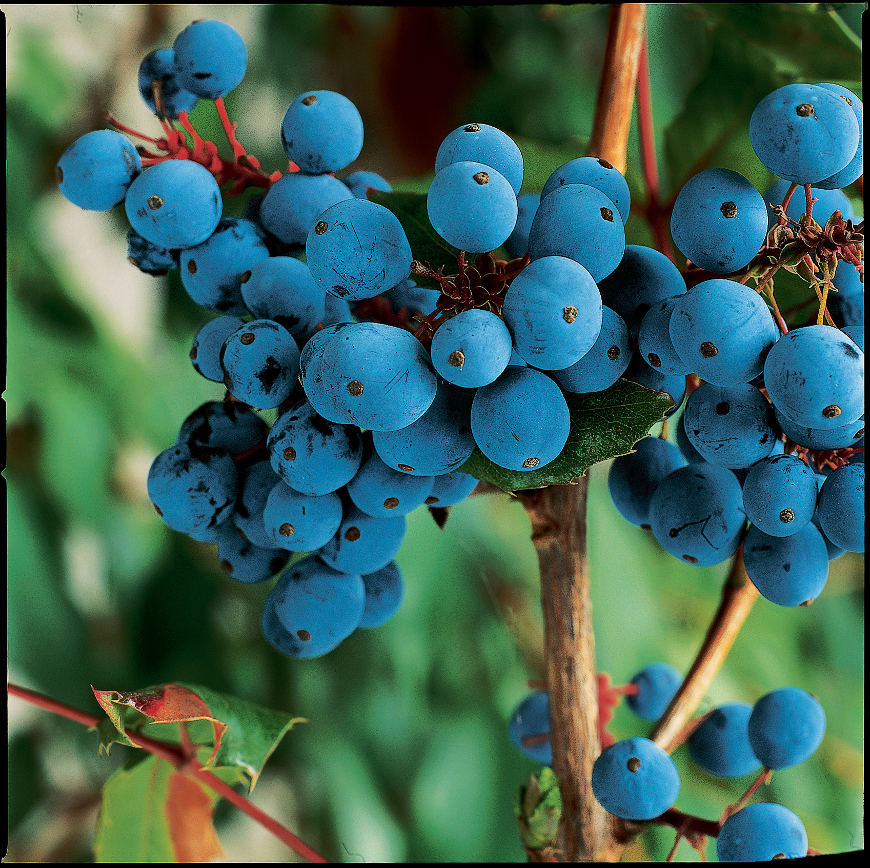 oregon-grape-berberis-aquifolium
