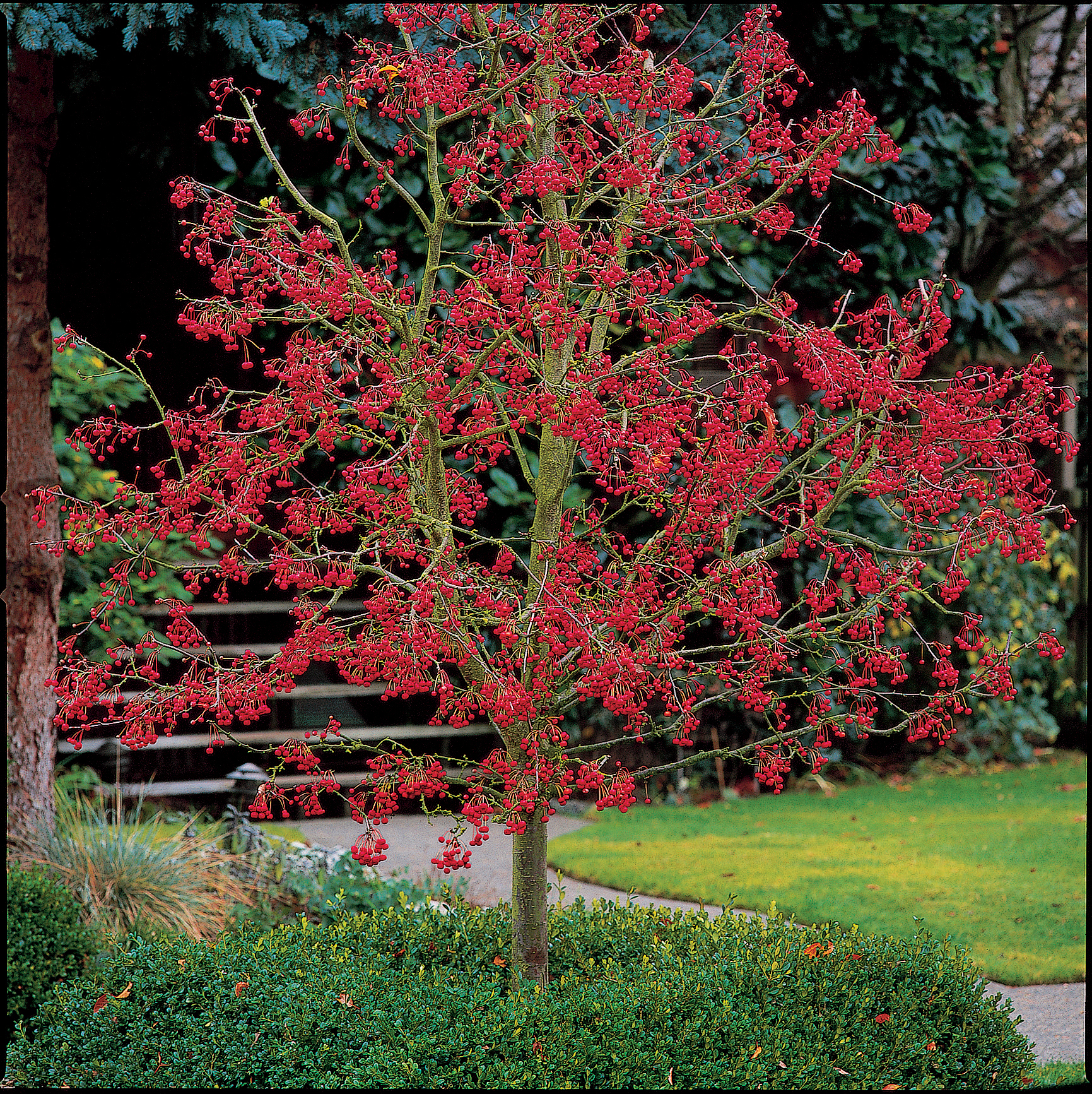 green-hawthorn-winter-king-crataegus-viridus-winter-king