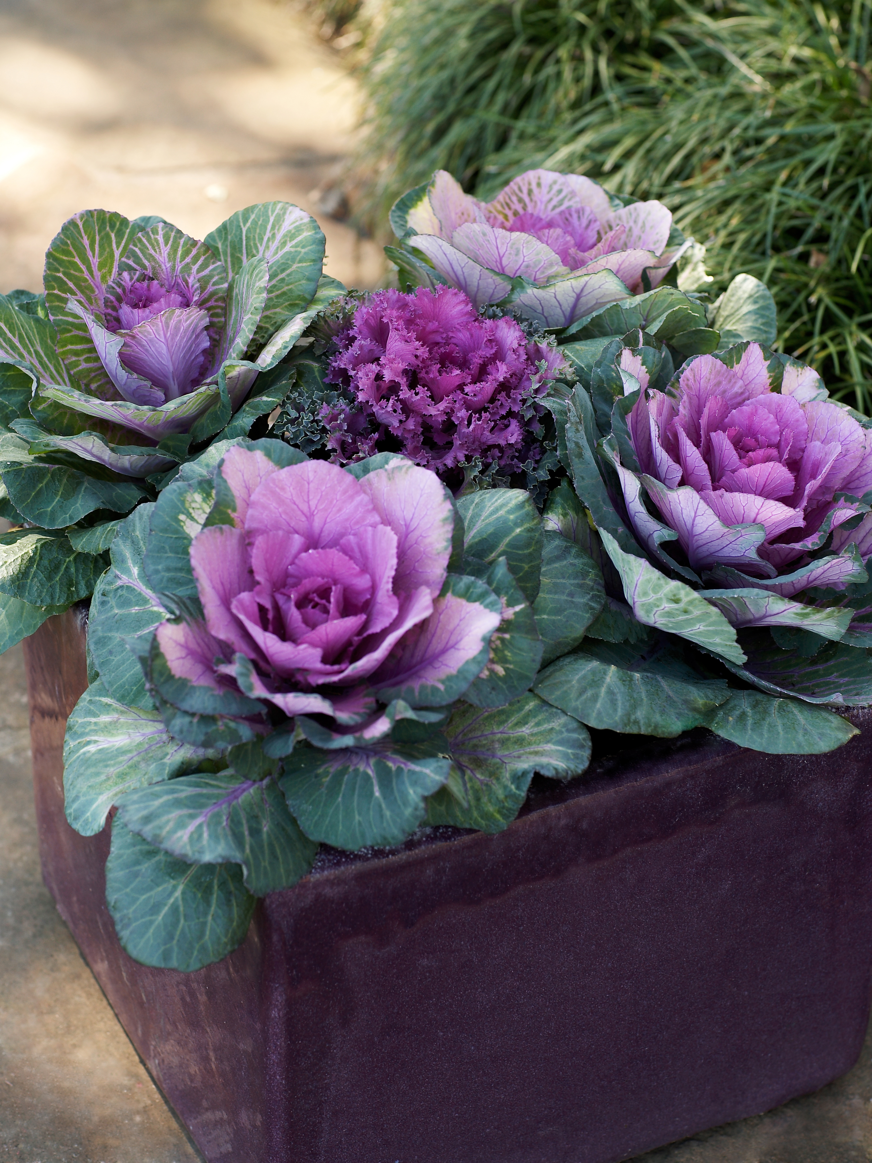 Flowering Kale Plant