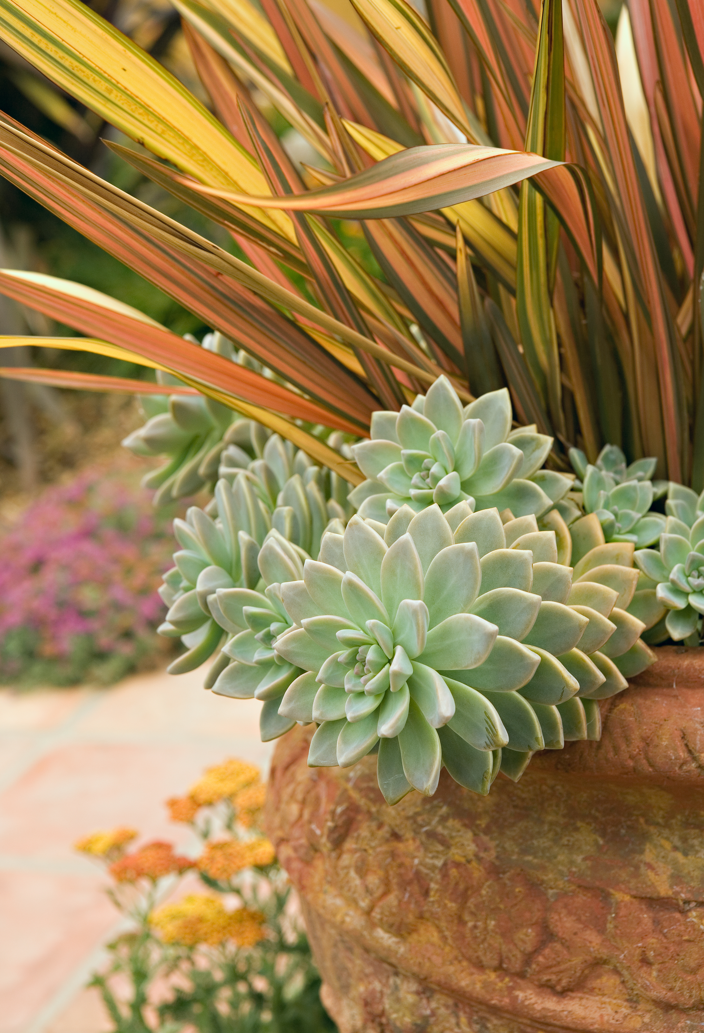 choose-unthirsty-plants