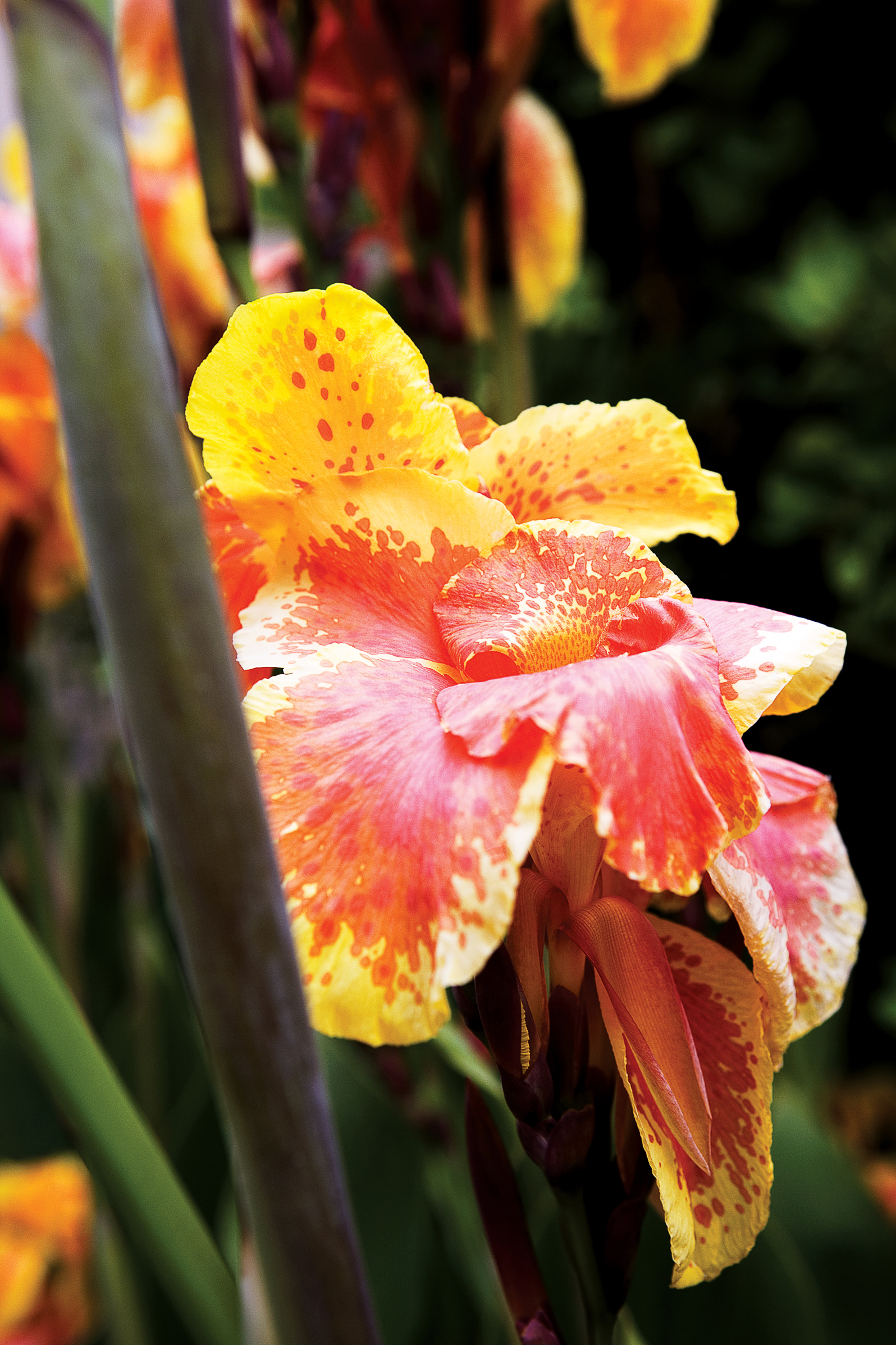 glorious-canna