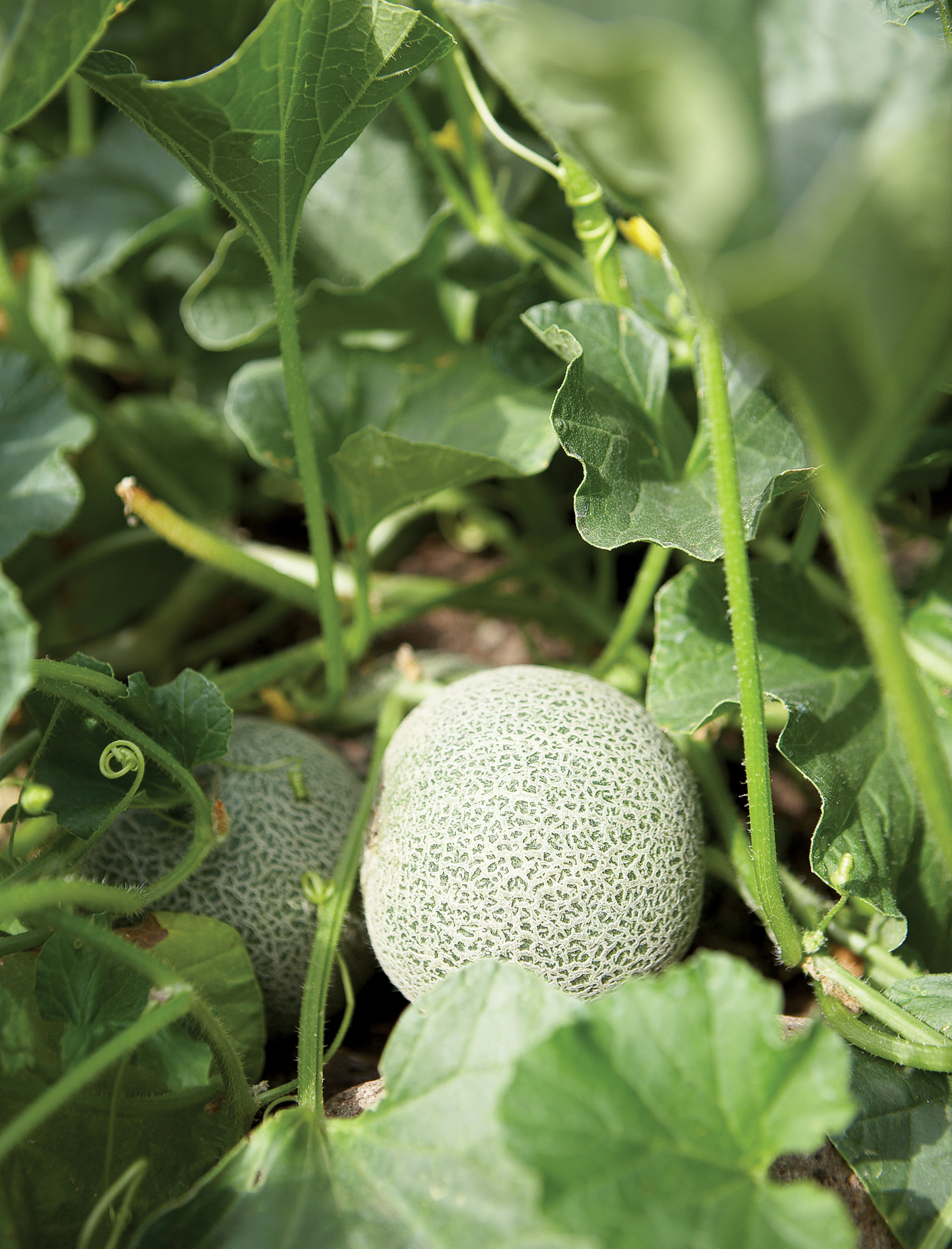 homegrown-melons