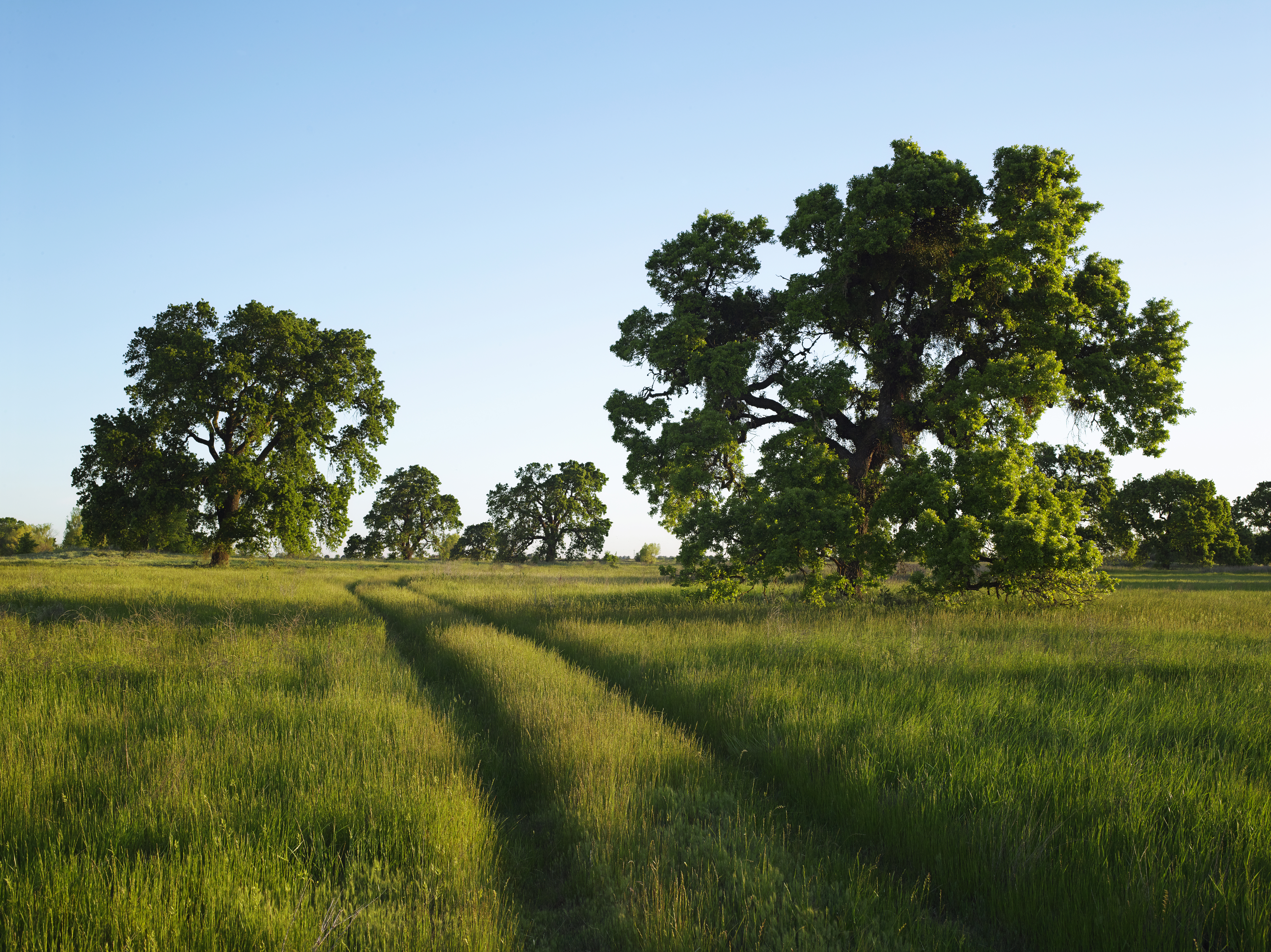 Saving the California Oaks