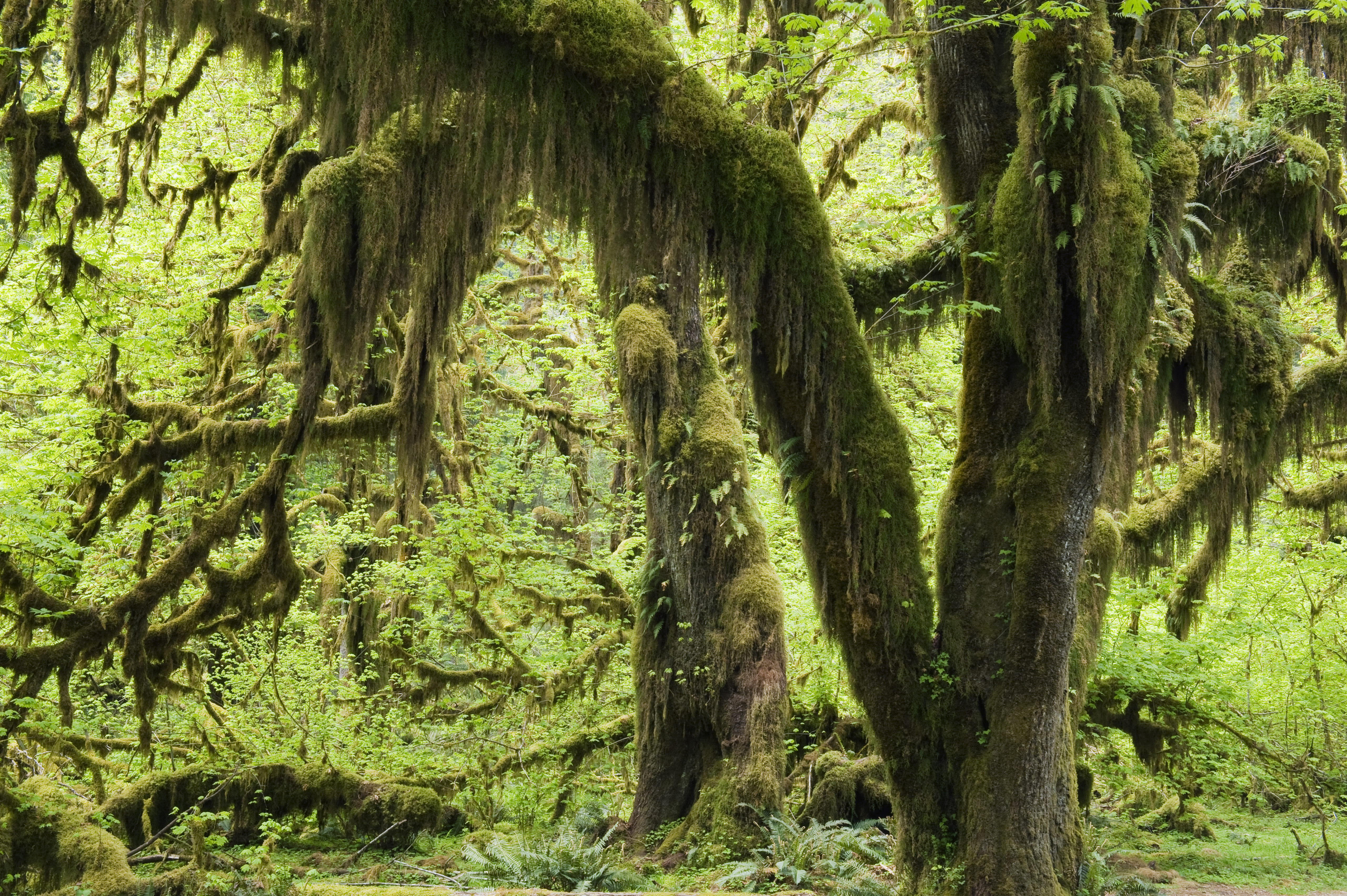 Olympic National Park Old Big Leaf Maple Trees