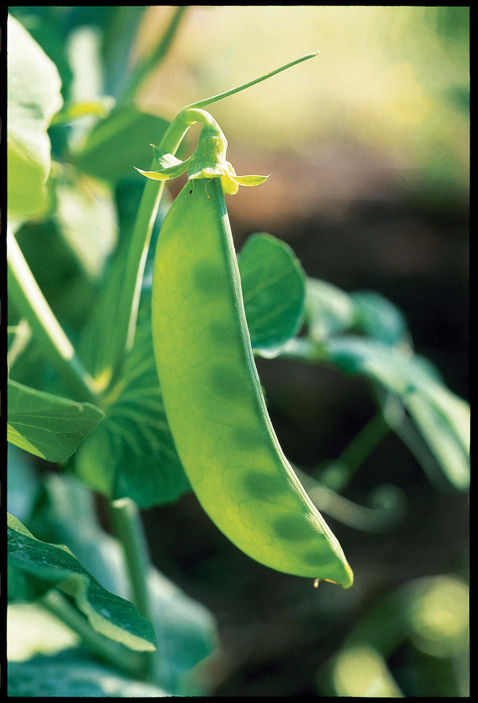 sugar-snap-peas