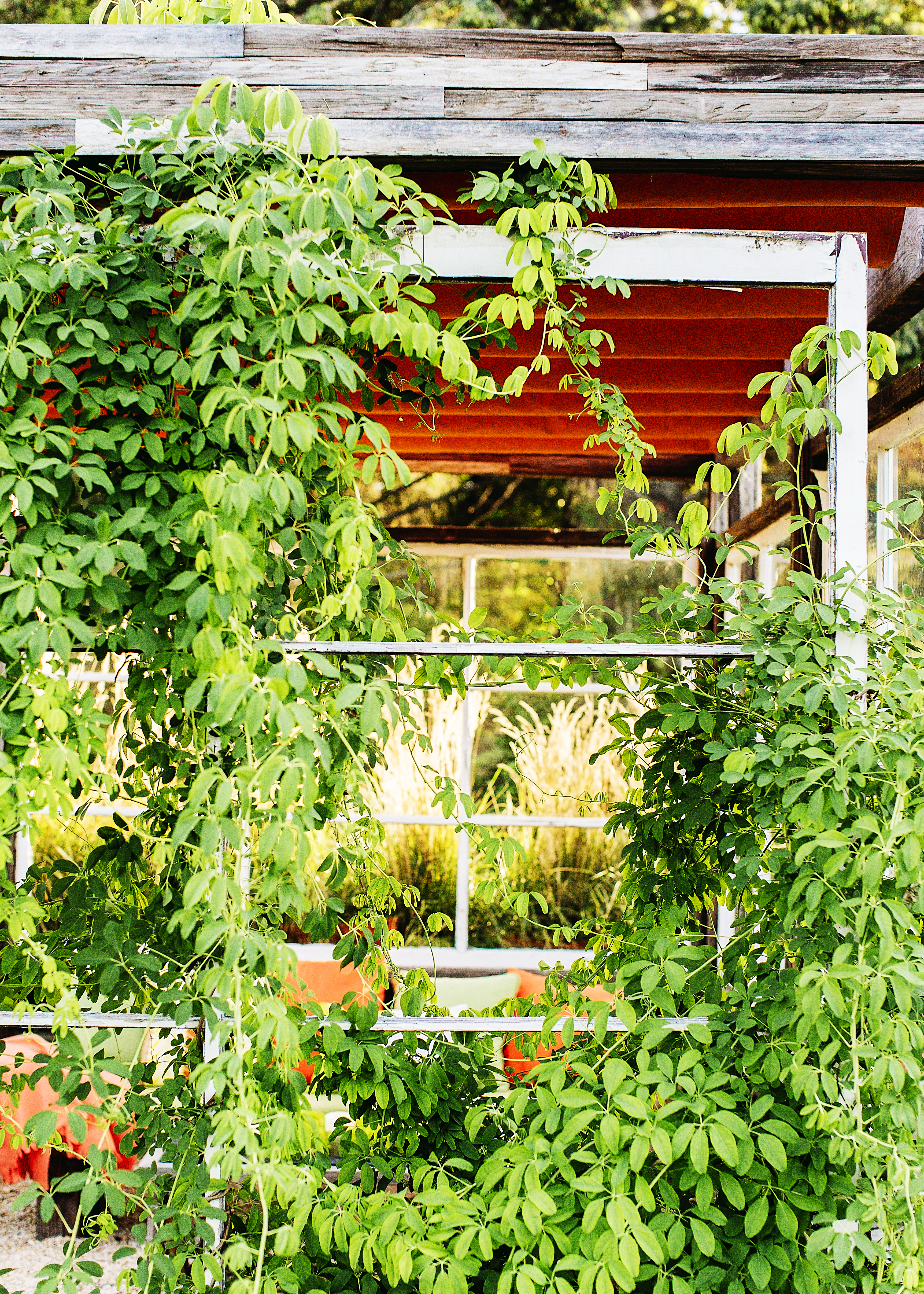 reconsider-deciduous-vines