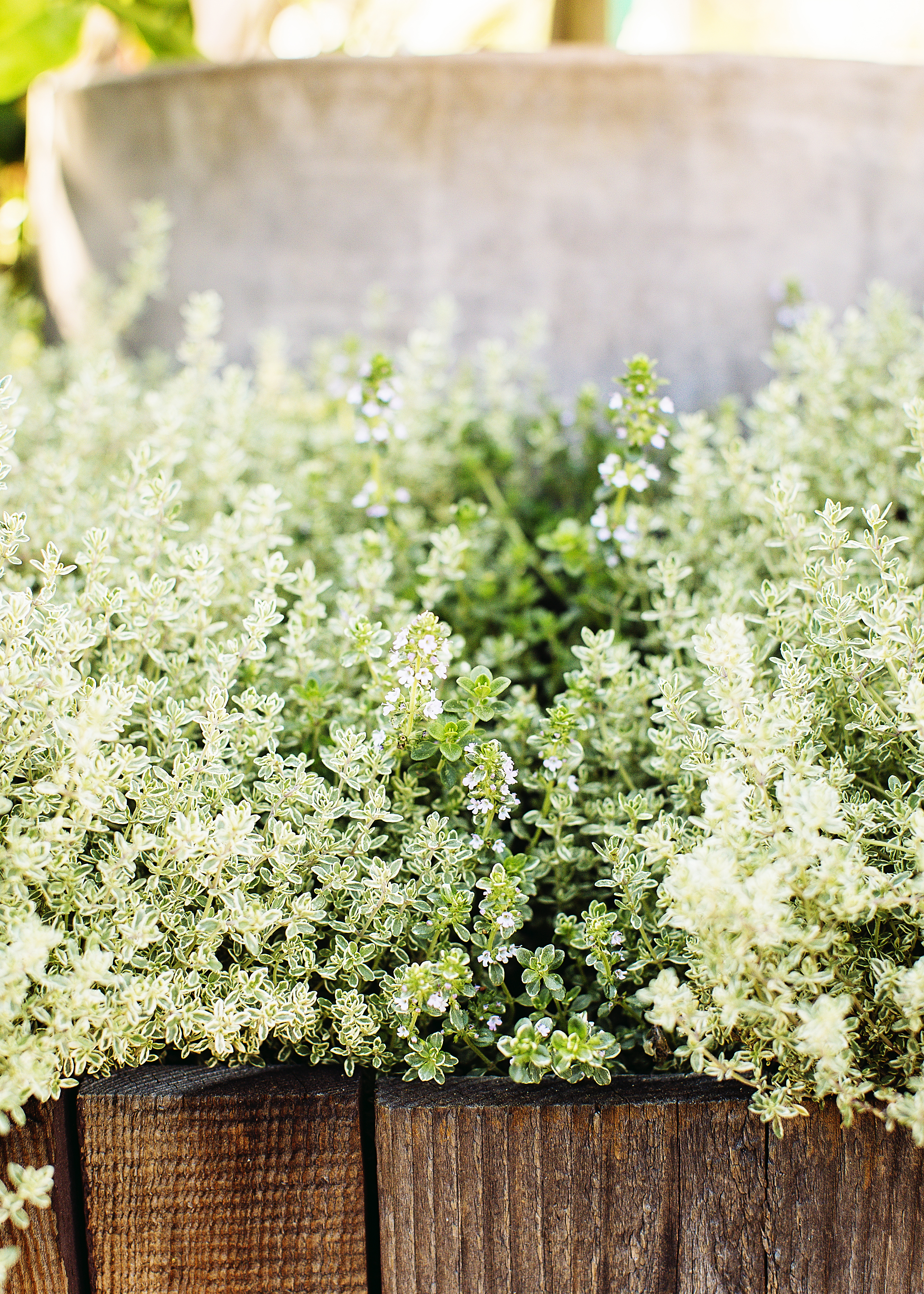 use-herbs-as-ornamentals