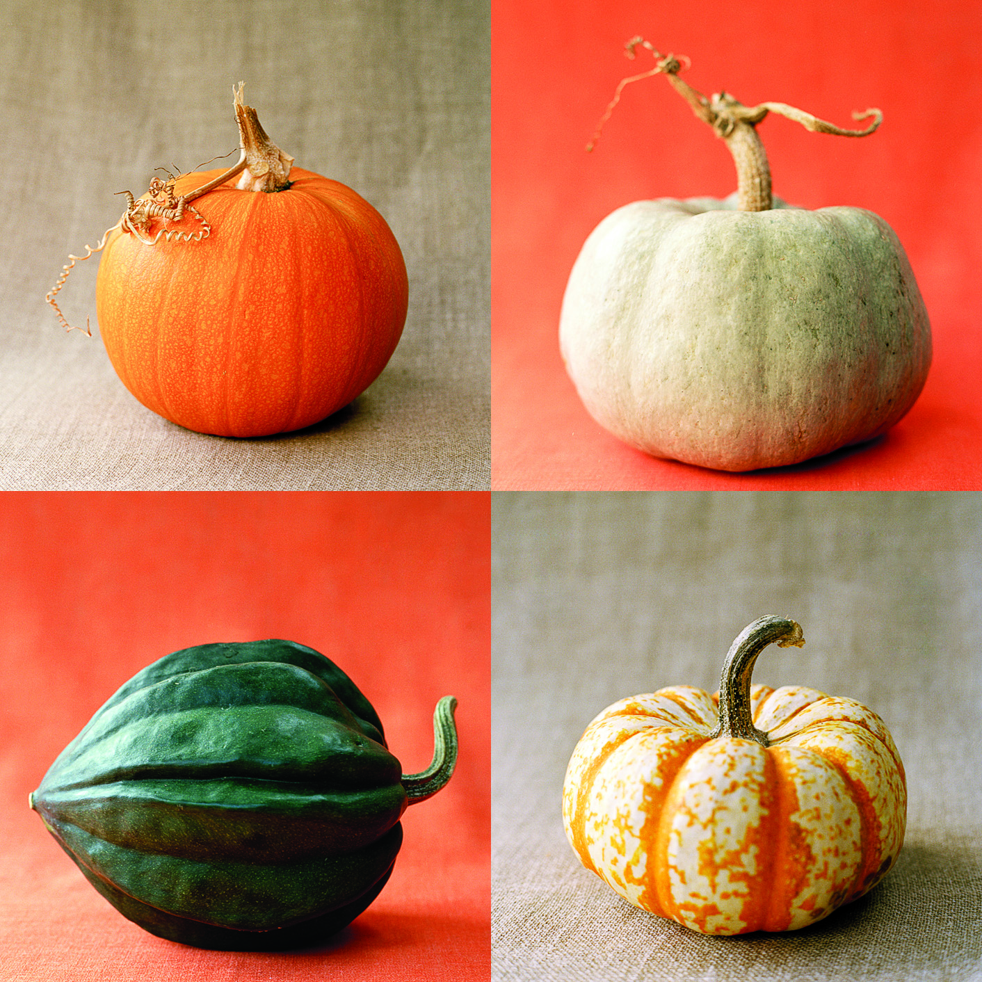 squash-for-decorating