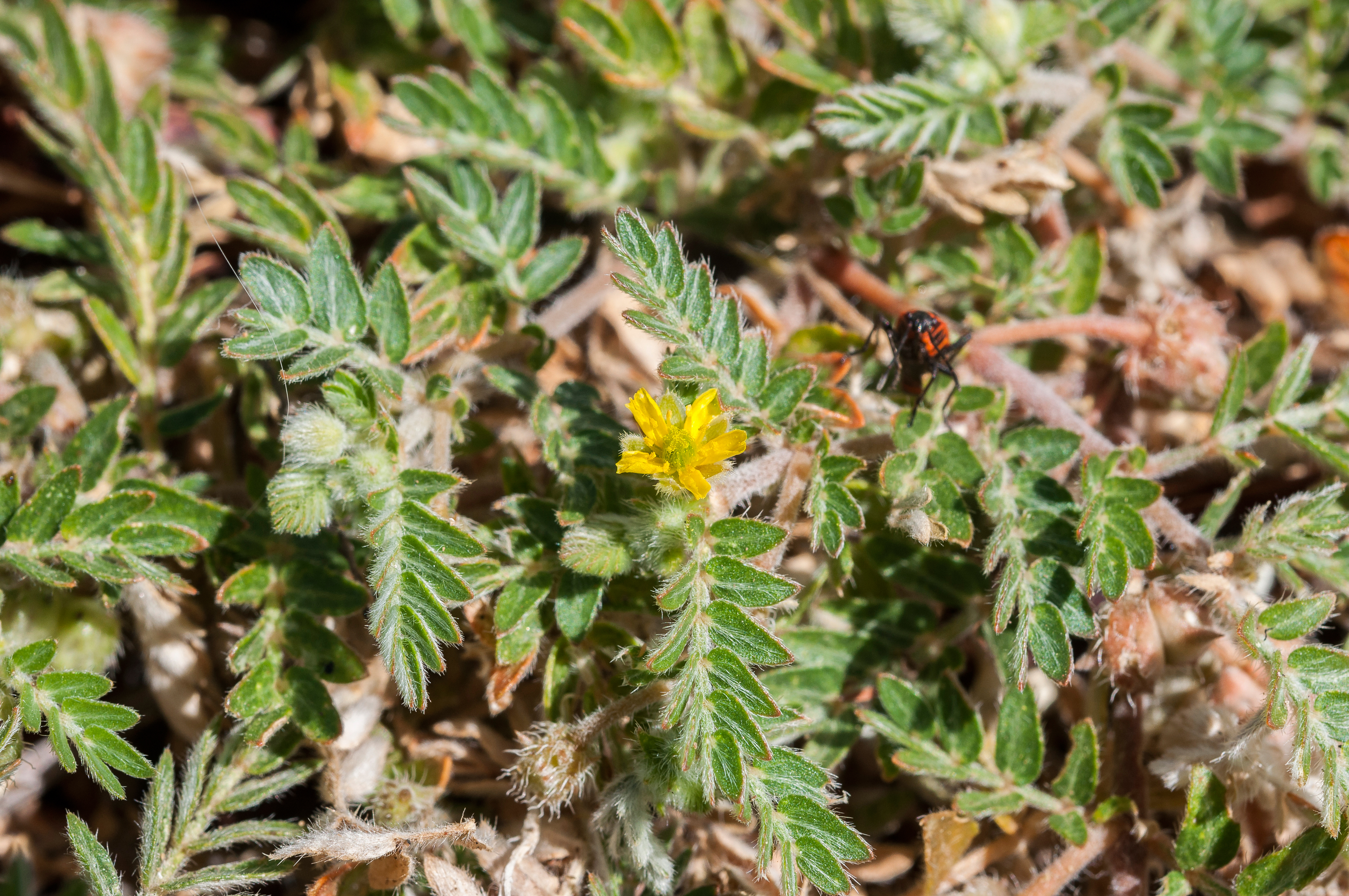 puncture-vine-tribulus-terrestris