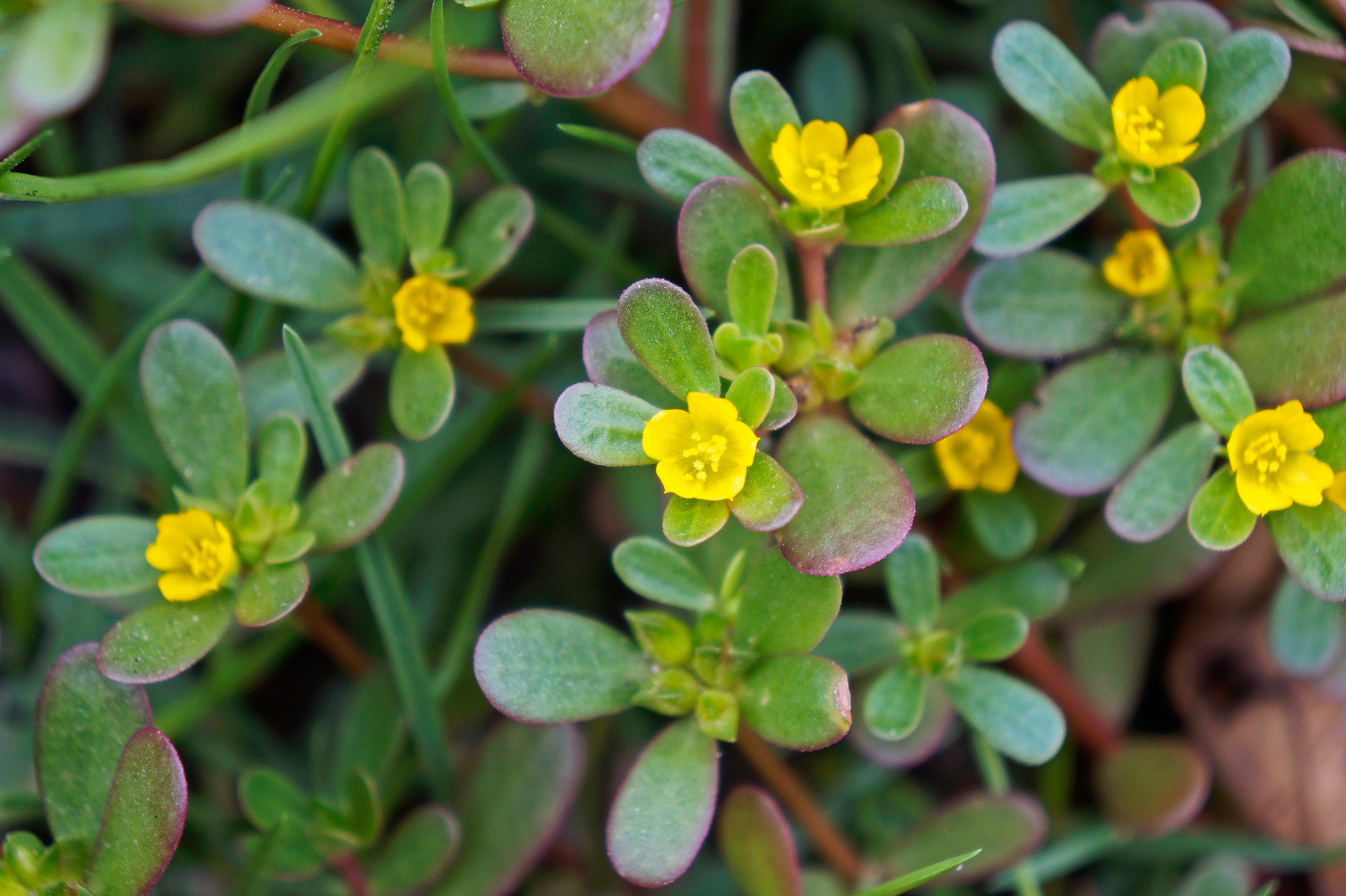 purslane-portulaca-oleracea