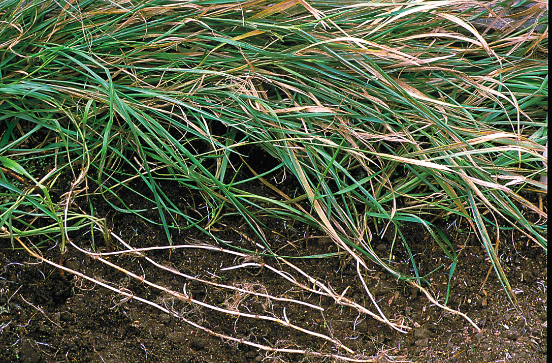 quack-grass-elytrigia-repens