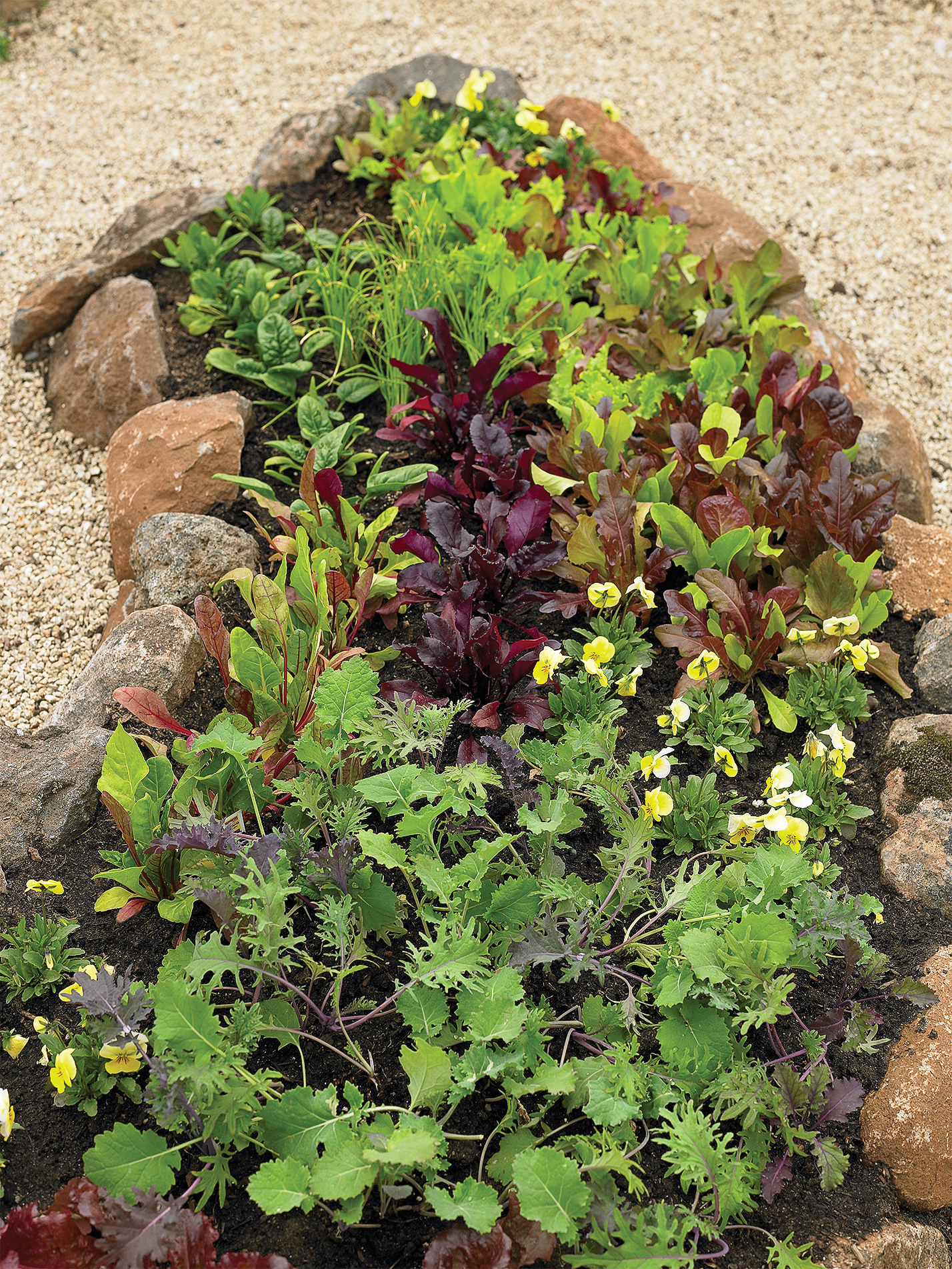 how-to-plant-grow-and-harvest