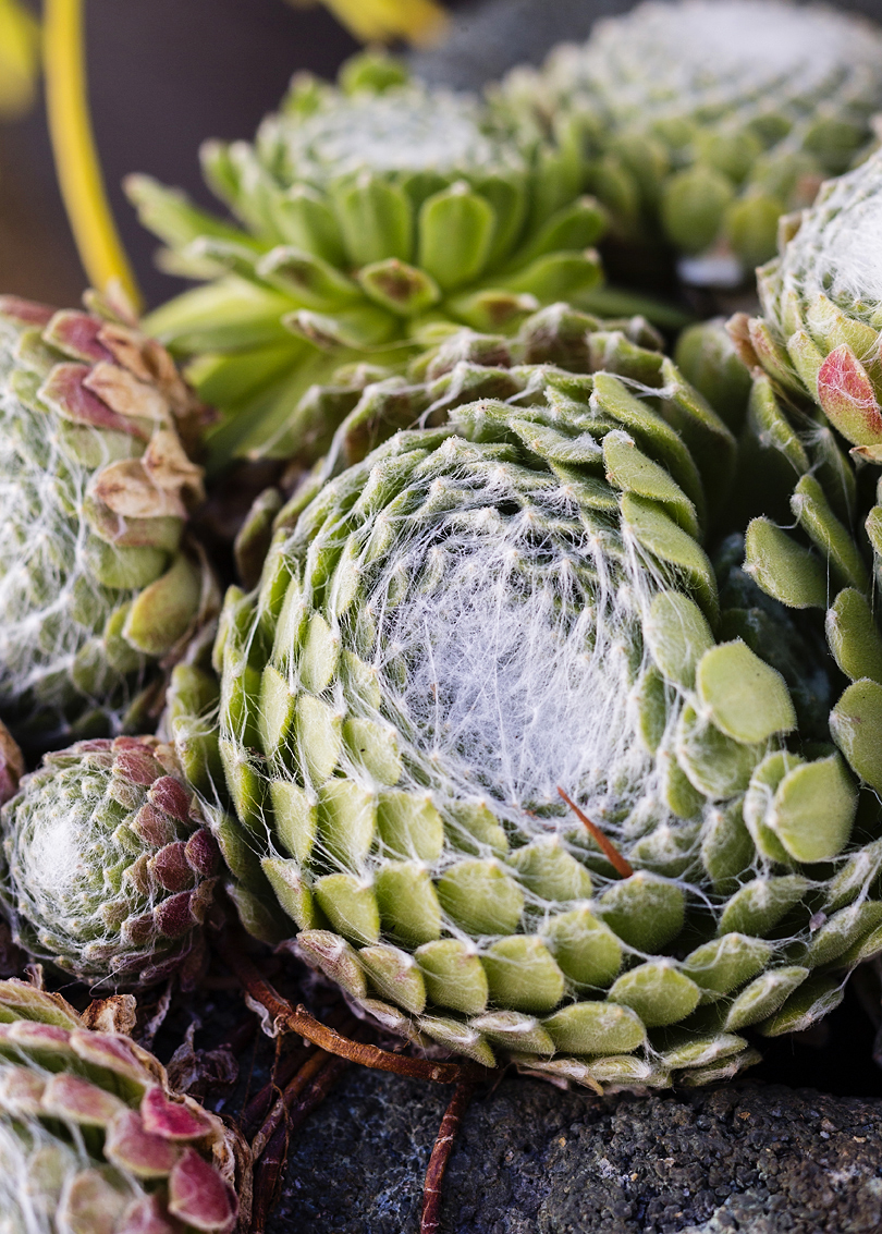 sempervivum-hens-and-chicks