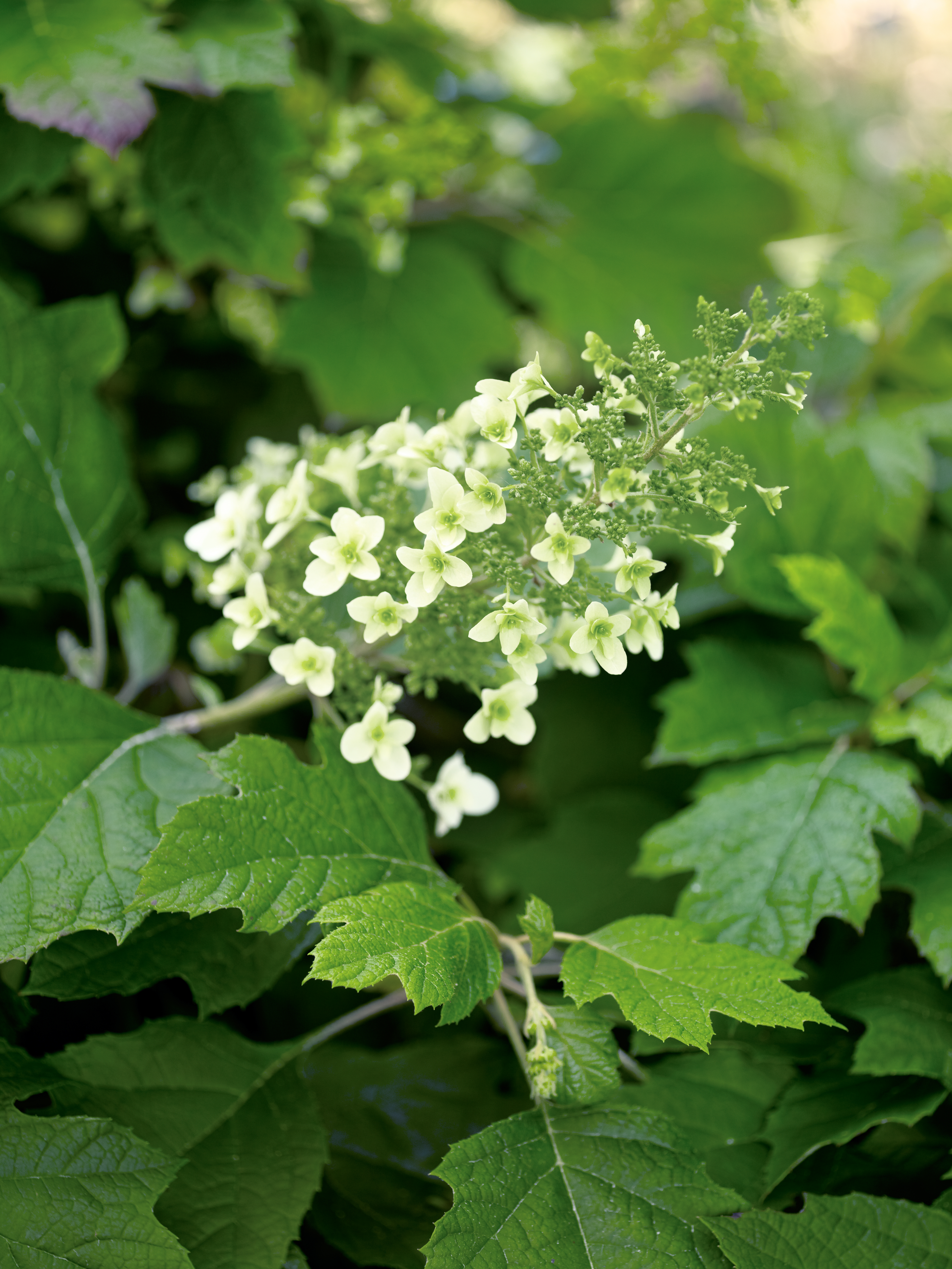 shade-loving-plants-6