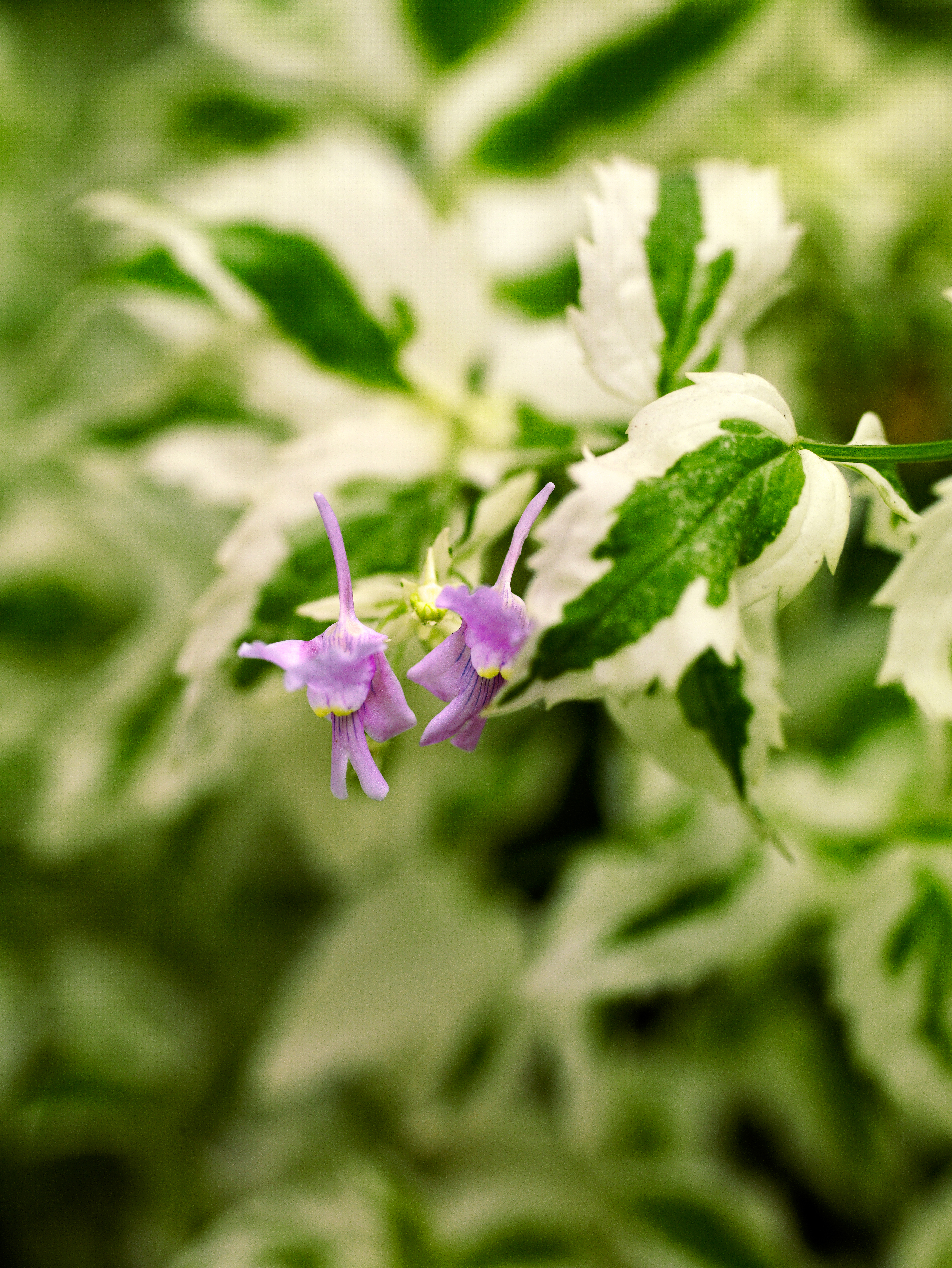 shade-loving-plants-1-5