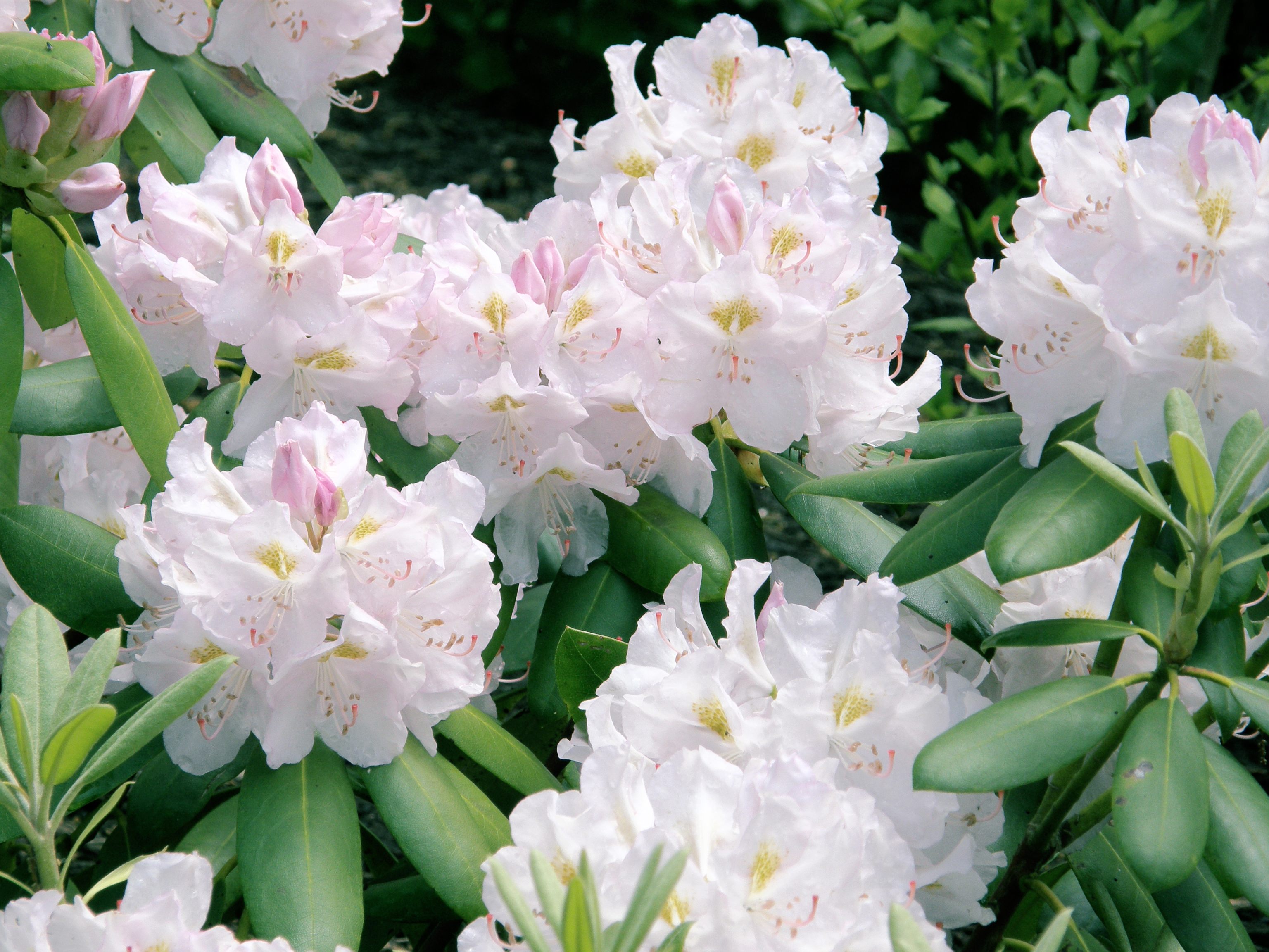 shade-loving-plants-7-8