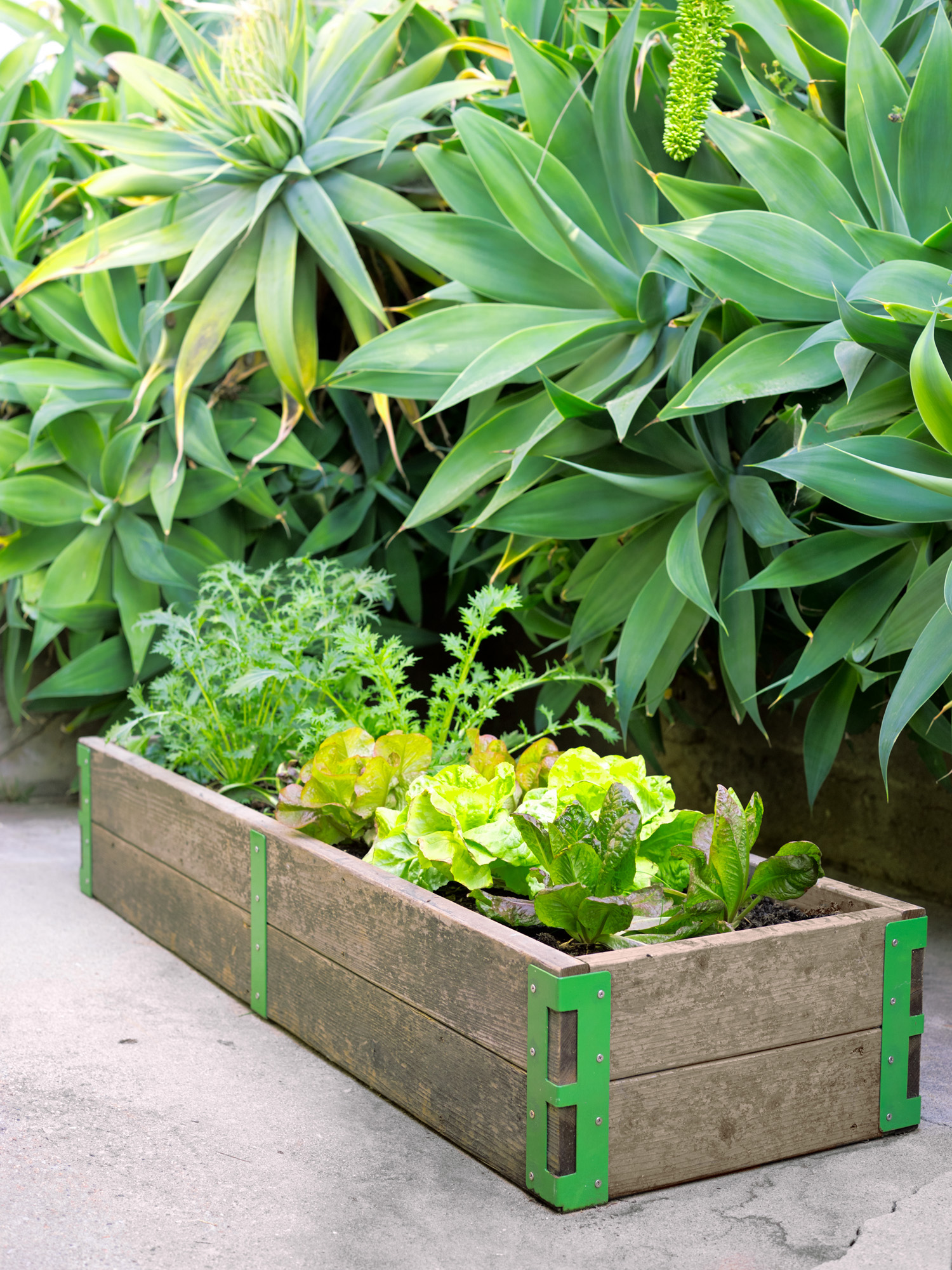 scout-regalia-garden-kits