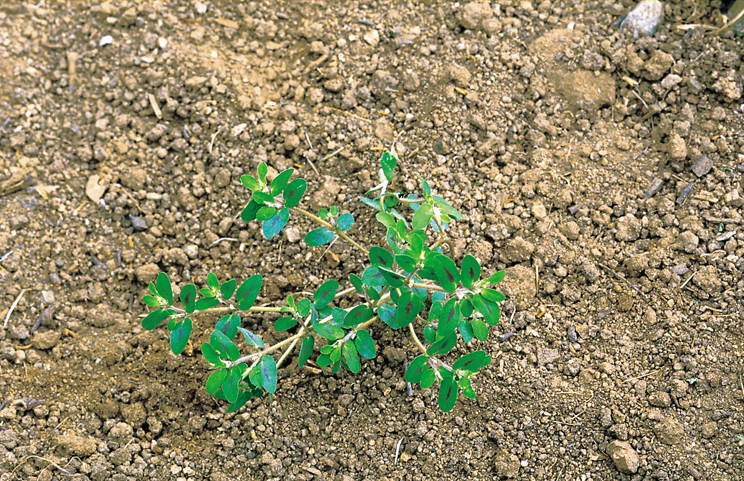 spotted-spurge-chamaesyce-maculata