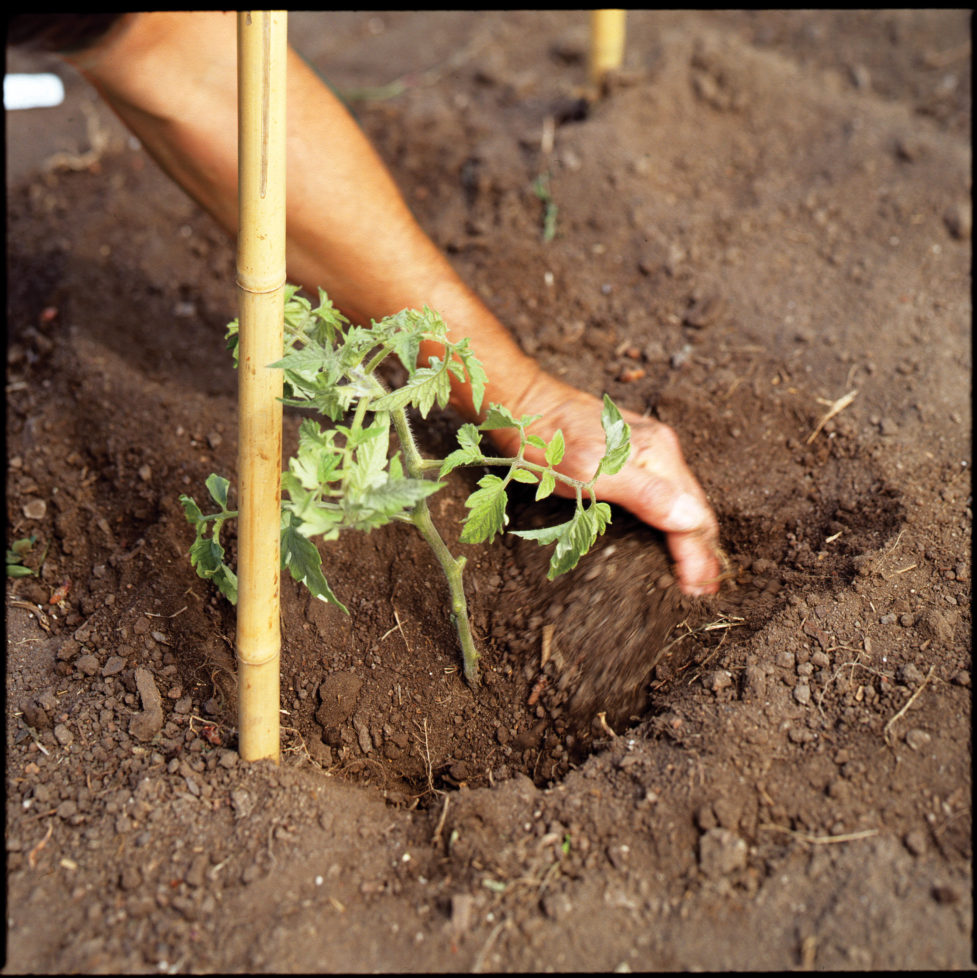 how-to-plant-and-grow