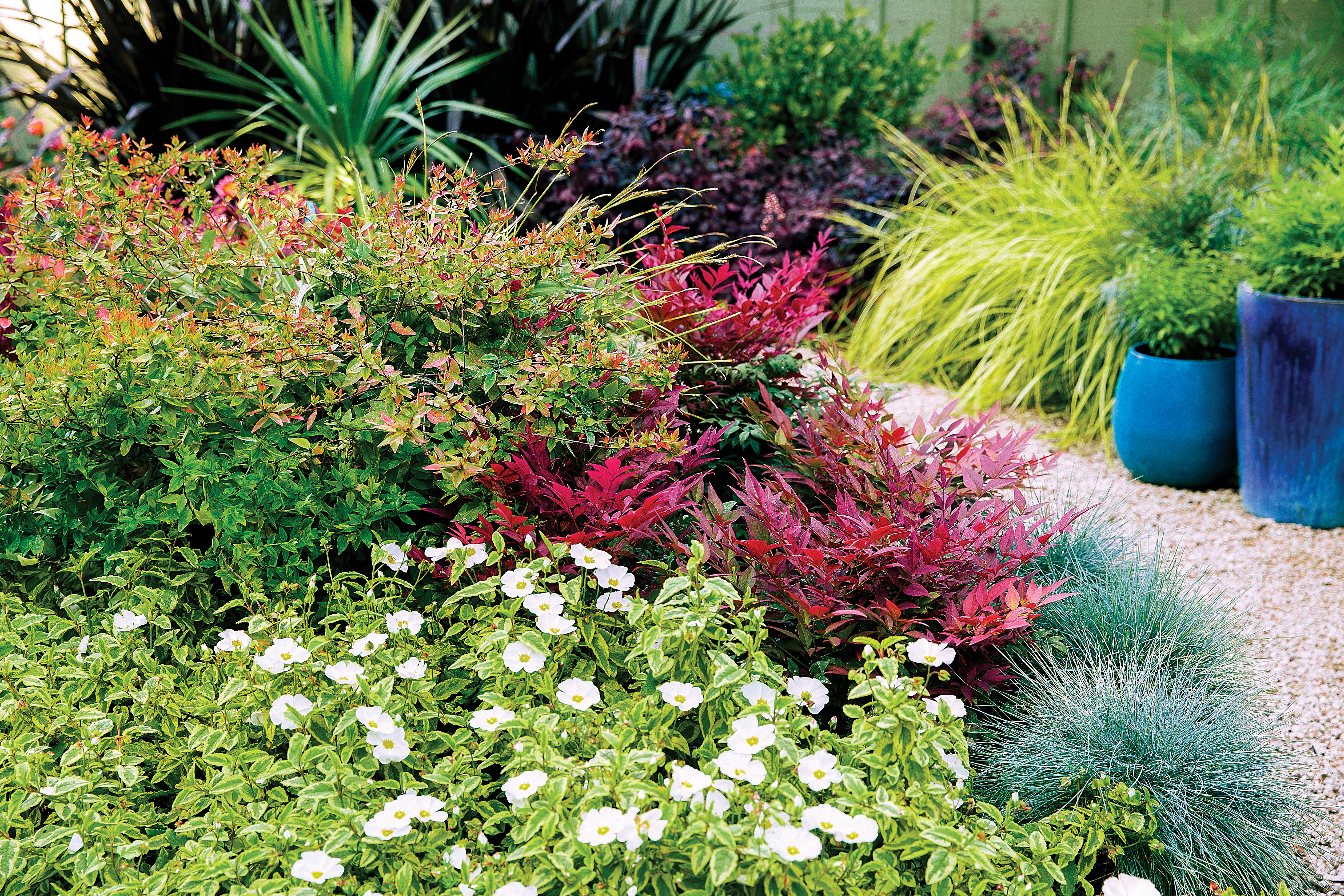 use-star-power-shrubs