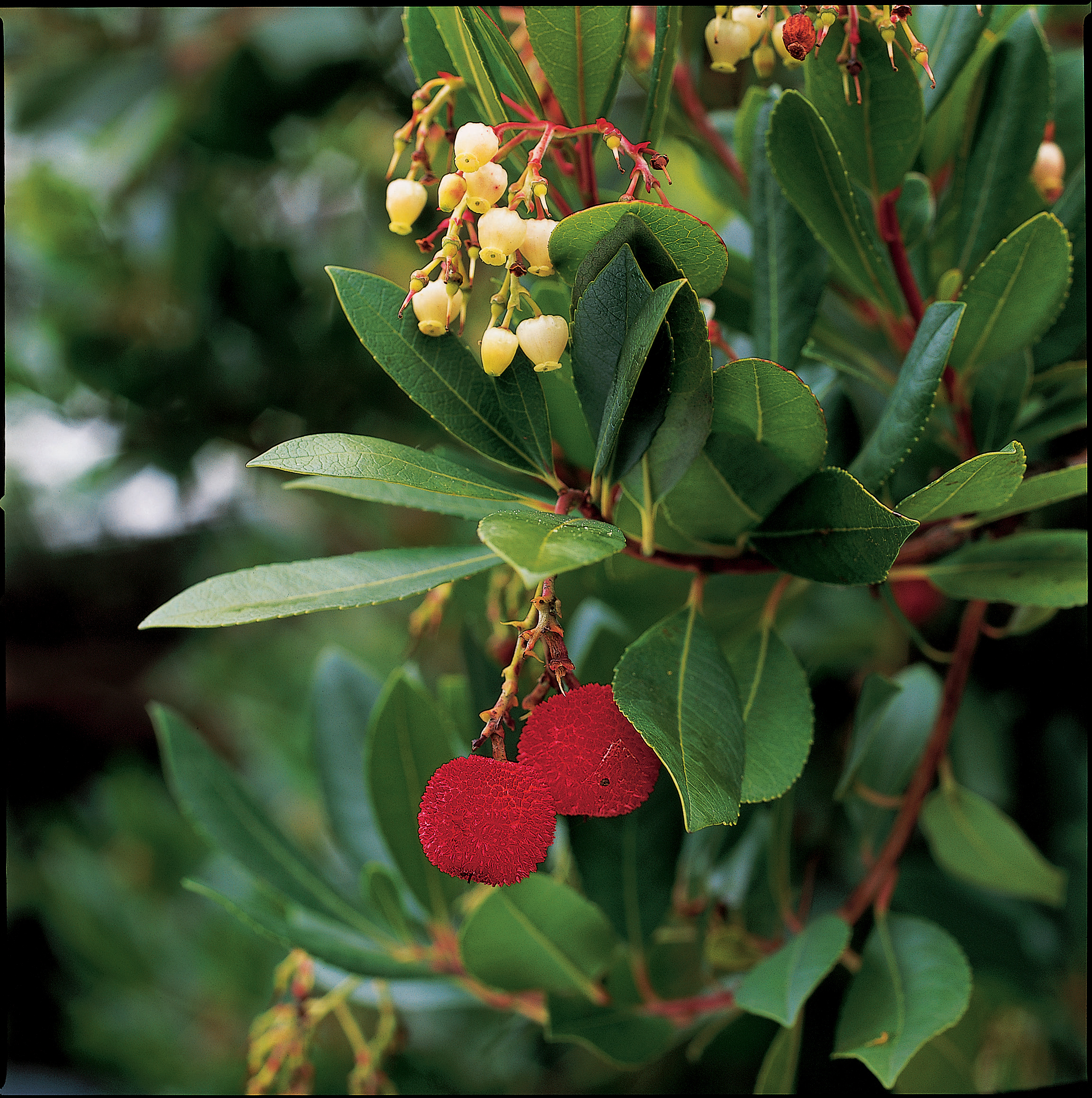 strawberry-tree-arbutus-unedo
