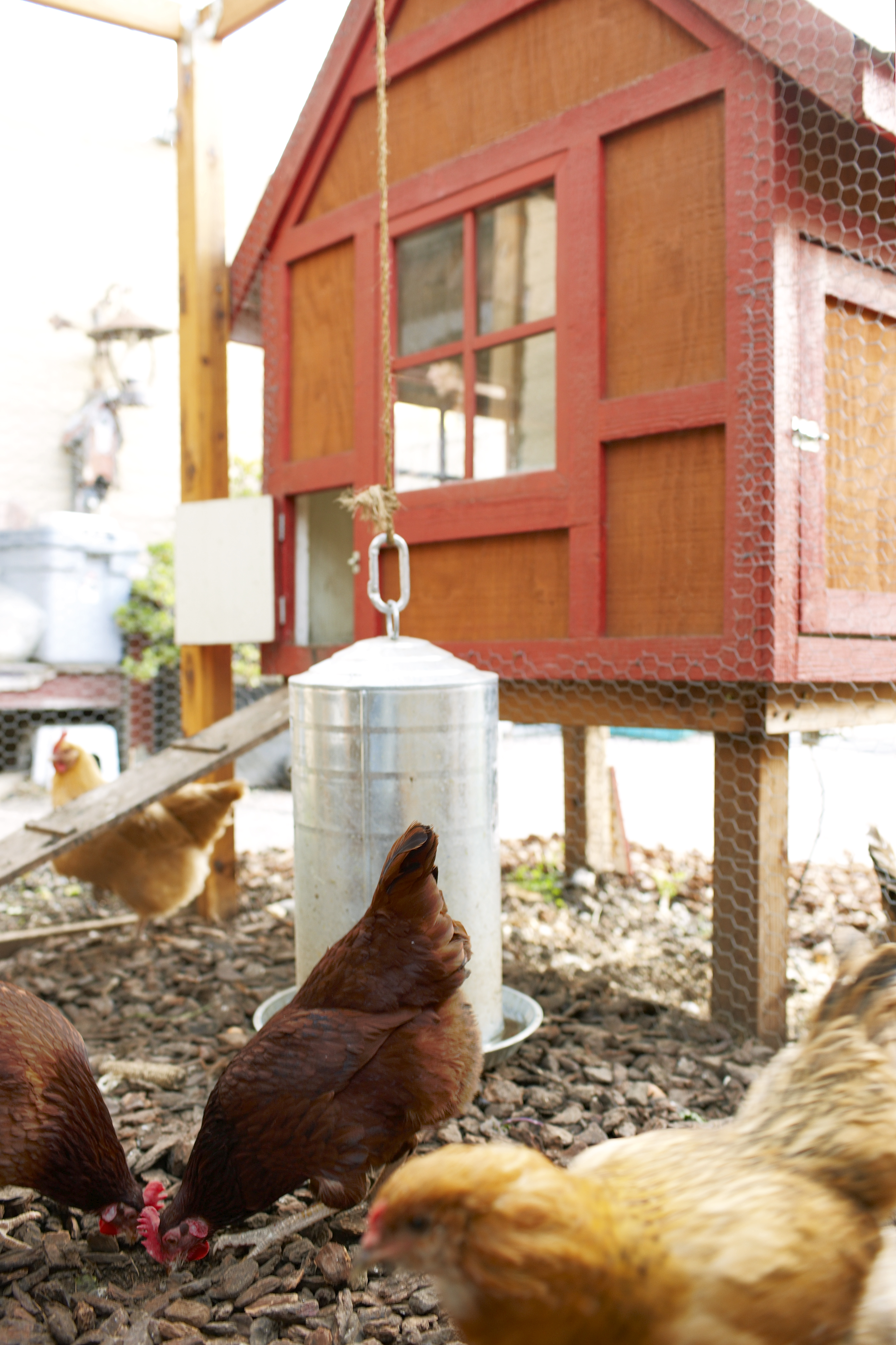 71-the-chicken-coop-is-the-new-doghouse