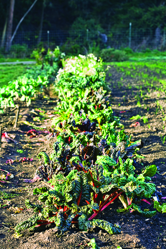 87-89-veggie-vacations