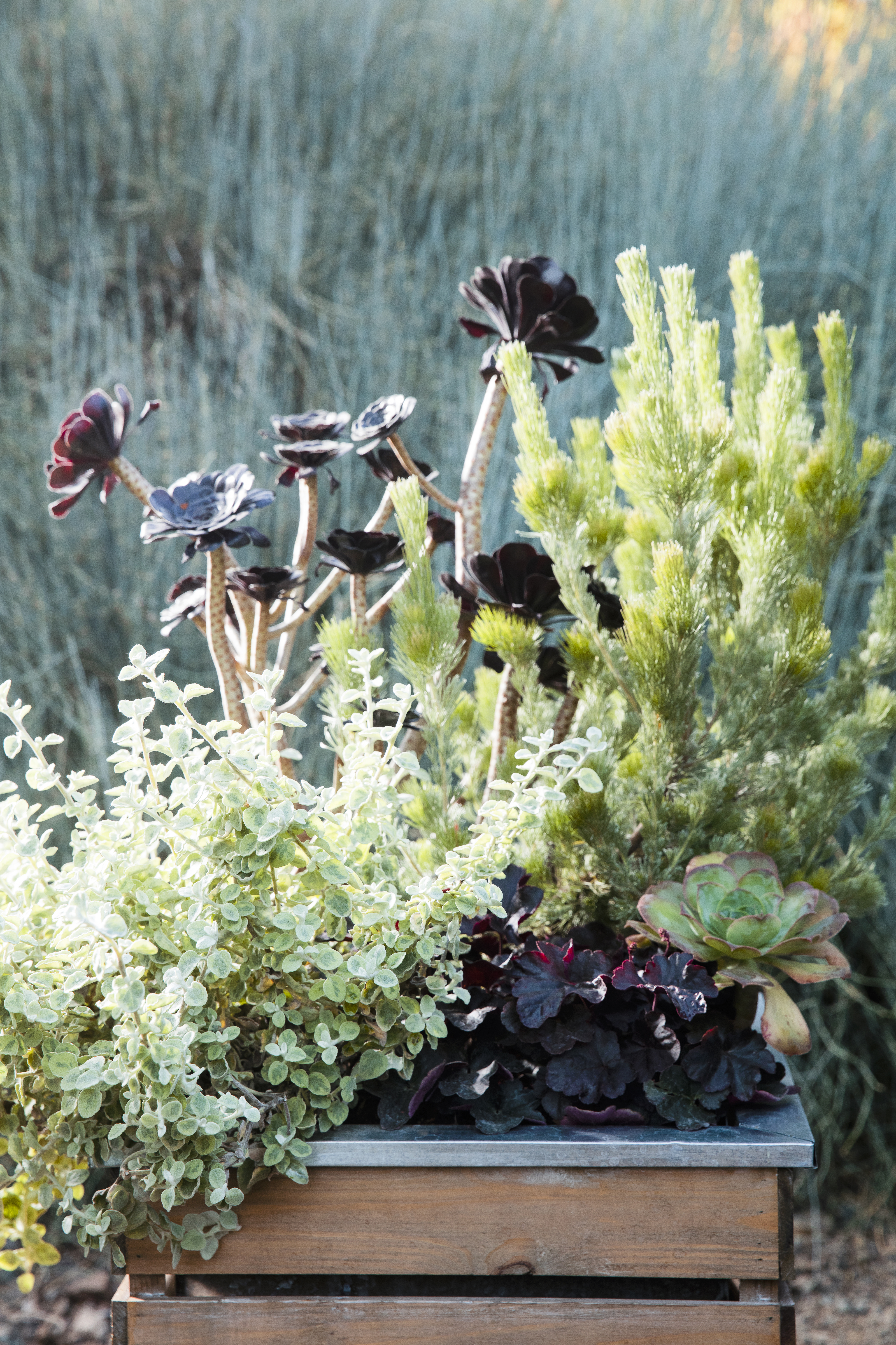 terrestrial-tide-pool