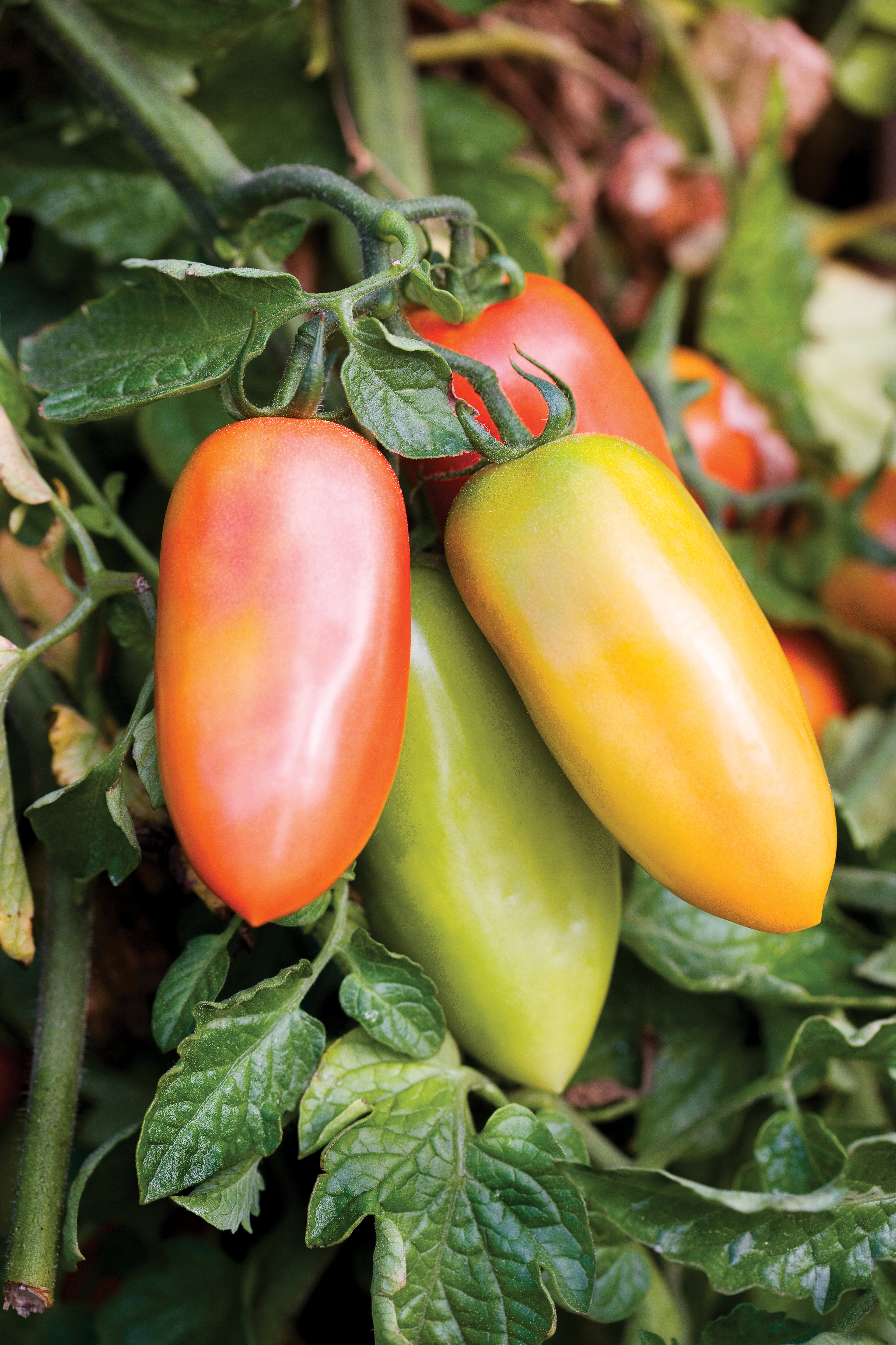 Garden-to-Table Guide to Tomatoes