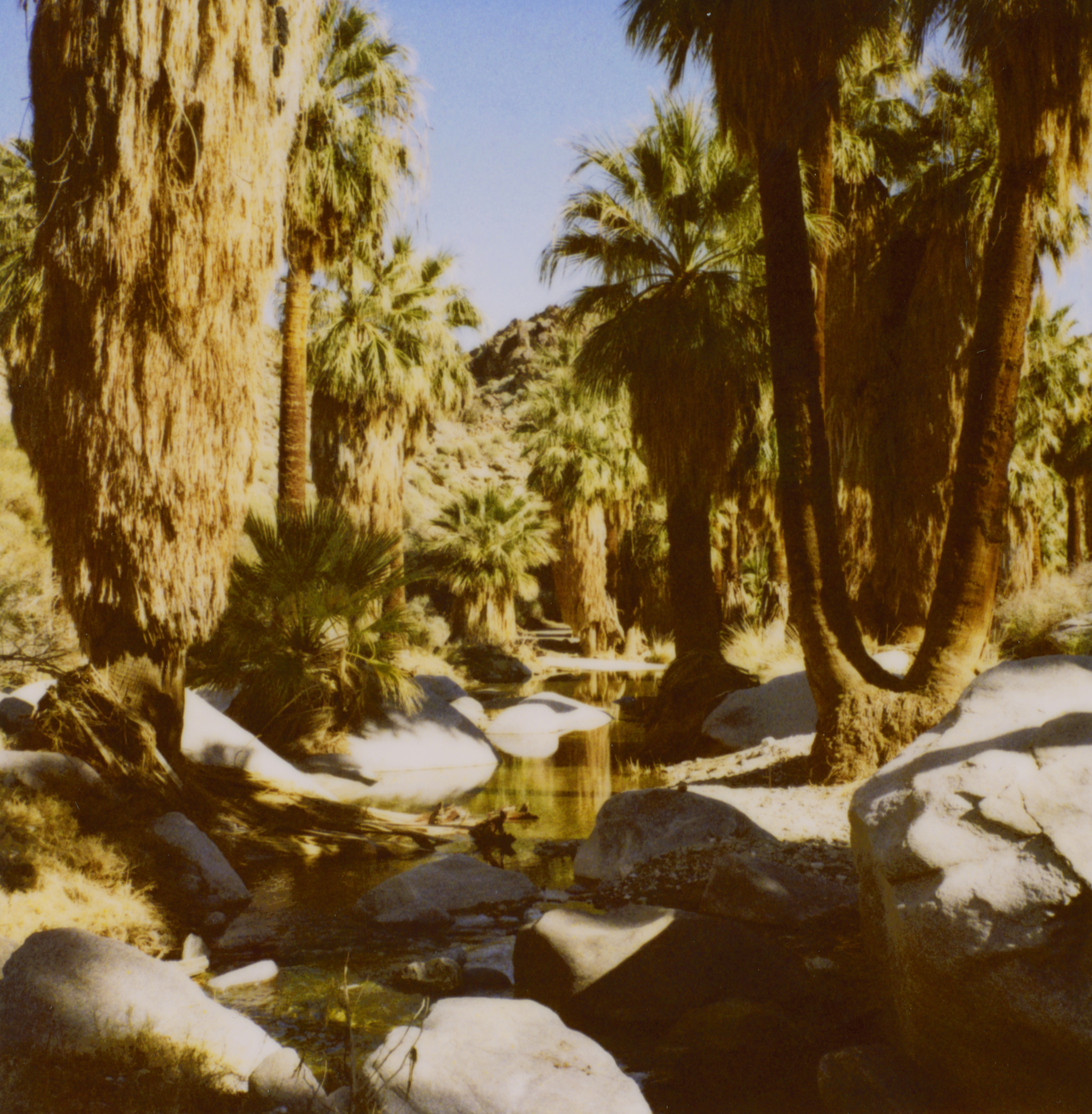california-fan-palm-washingtonia-filifera
