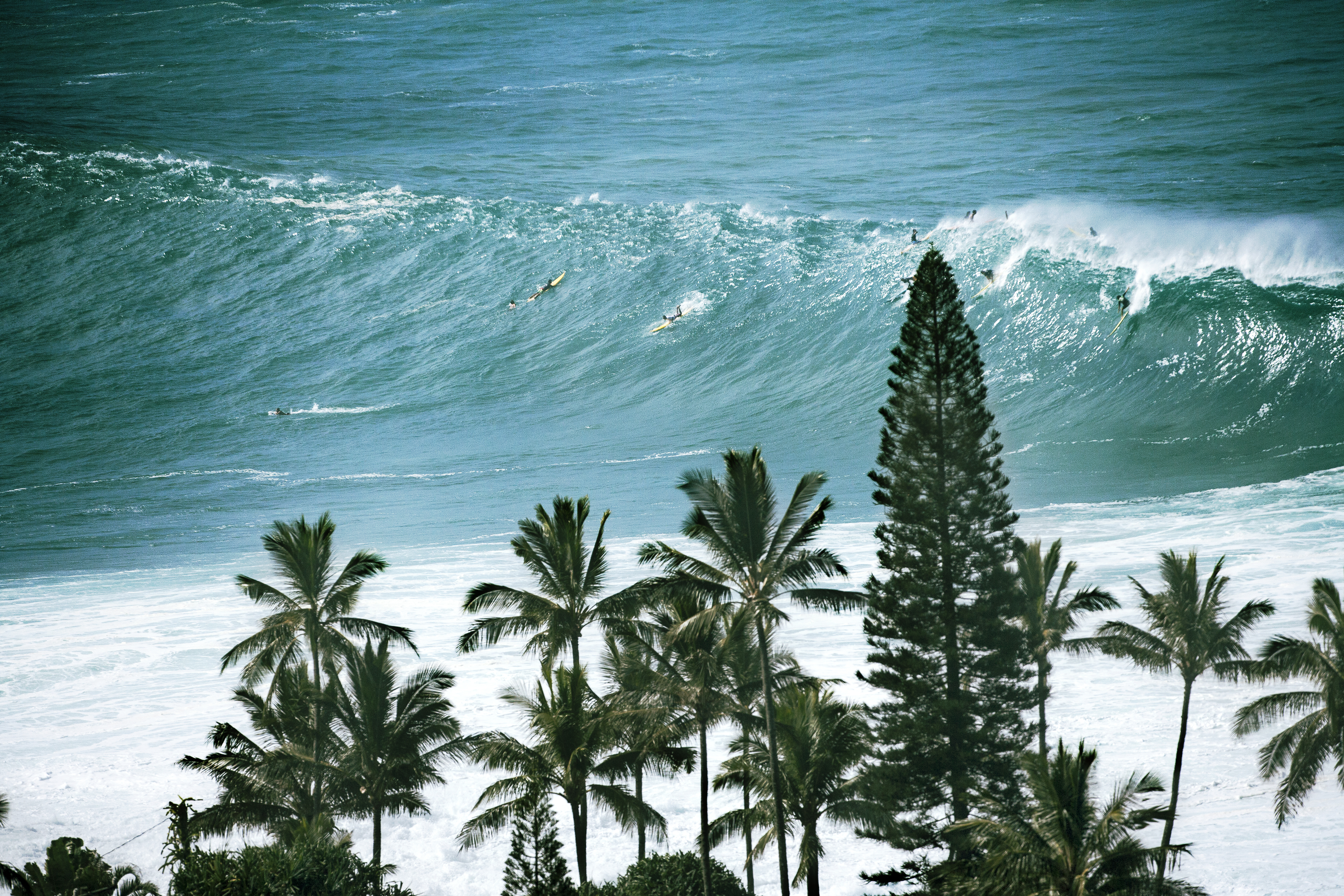 coconut-palm-cocos-nucifera