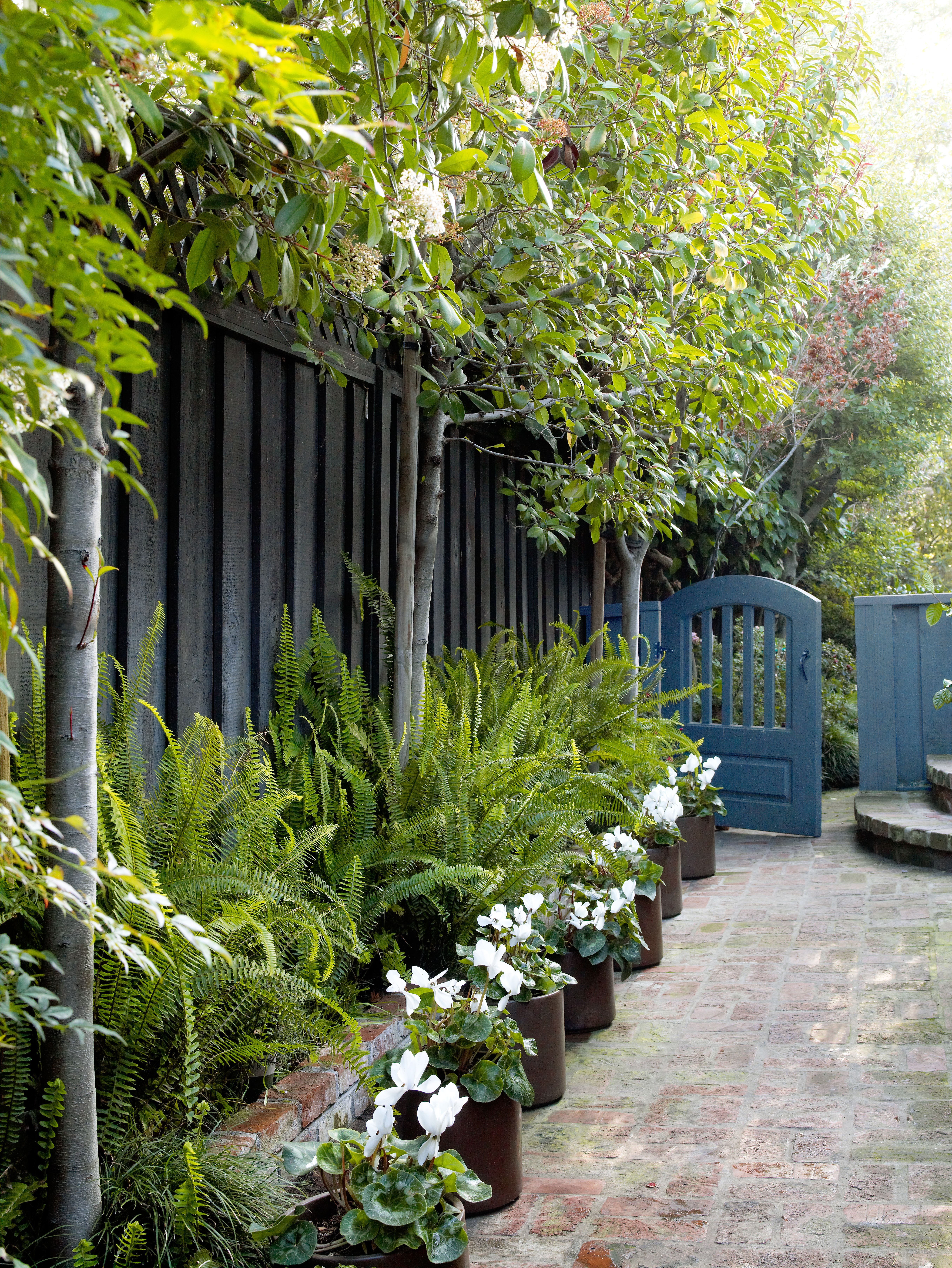 plant-a-border-in-pots