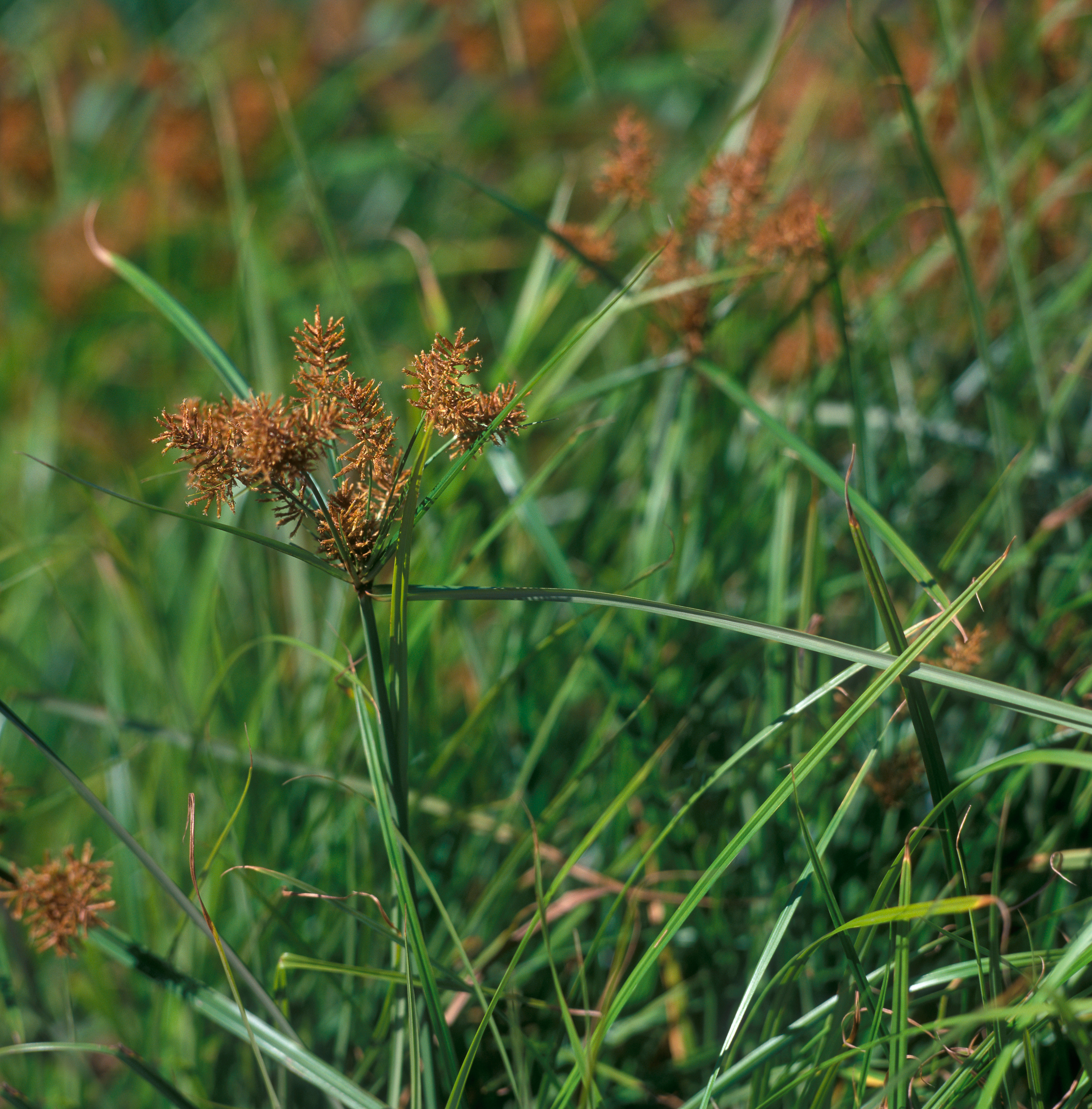 yellow-nutsedge-cyperus-esculentus