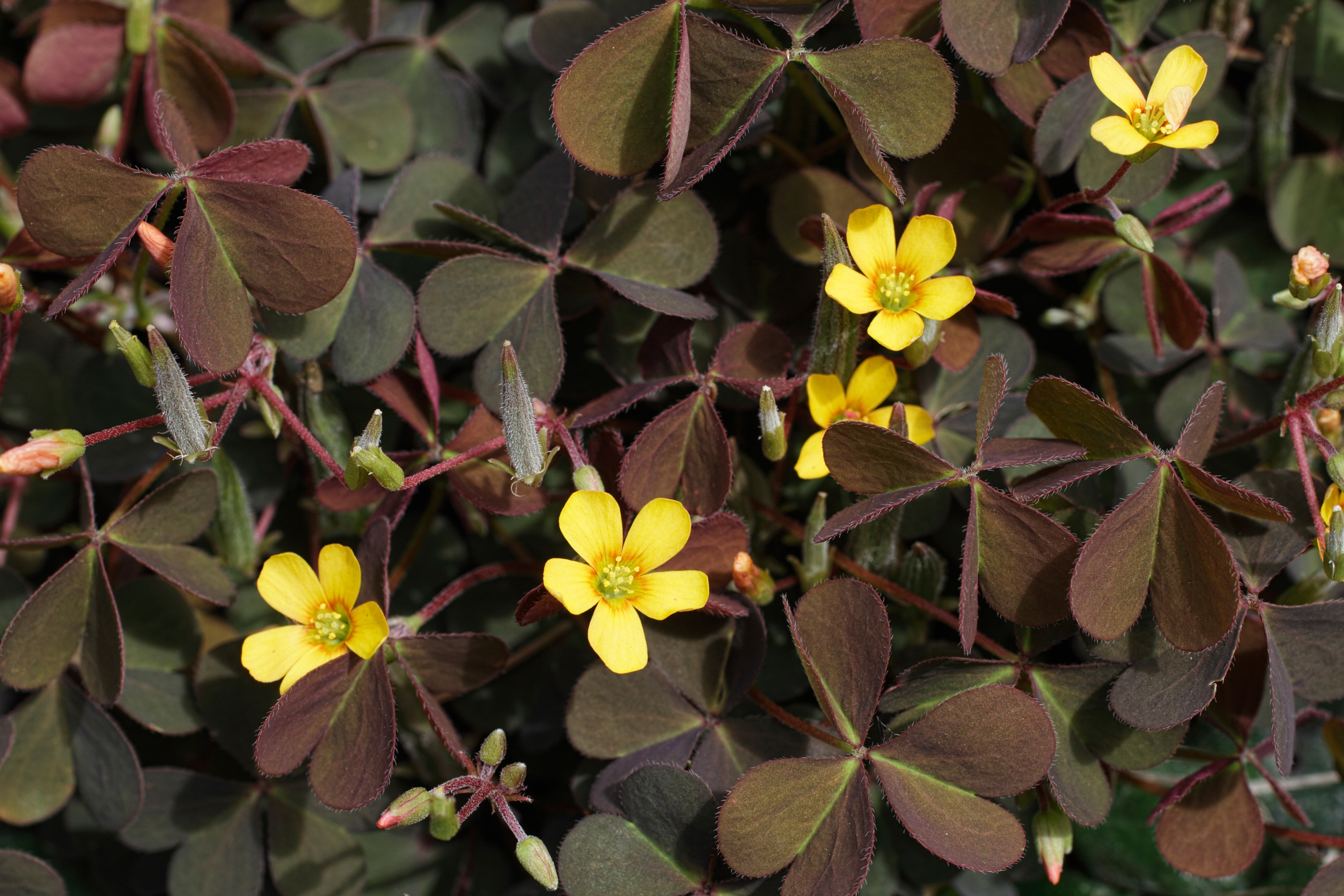 yellow-oxalis-oxalis-corniculata
