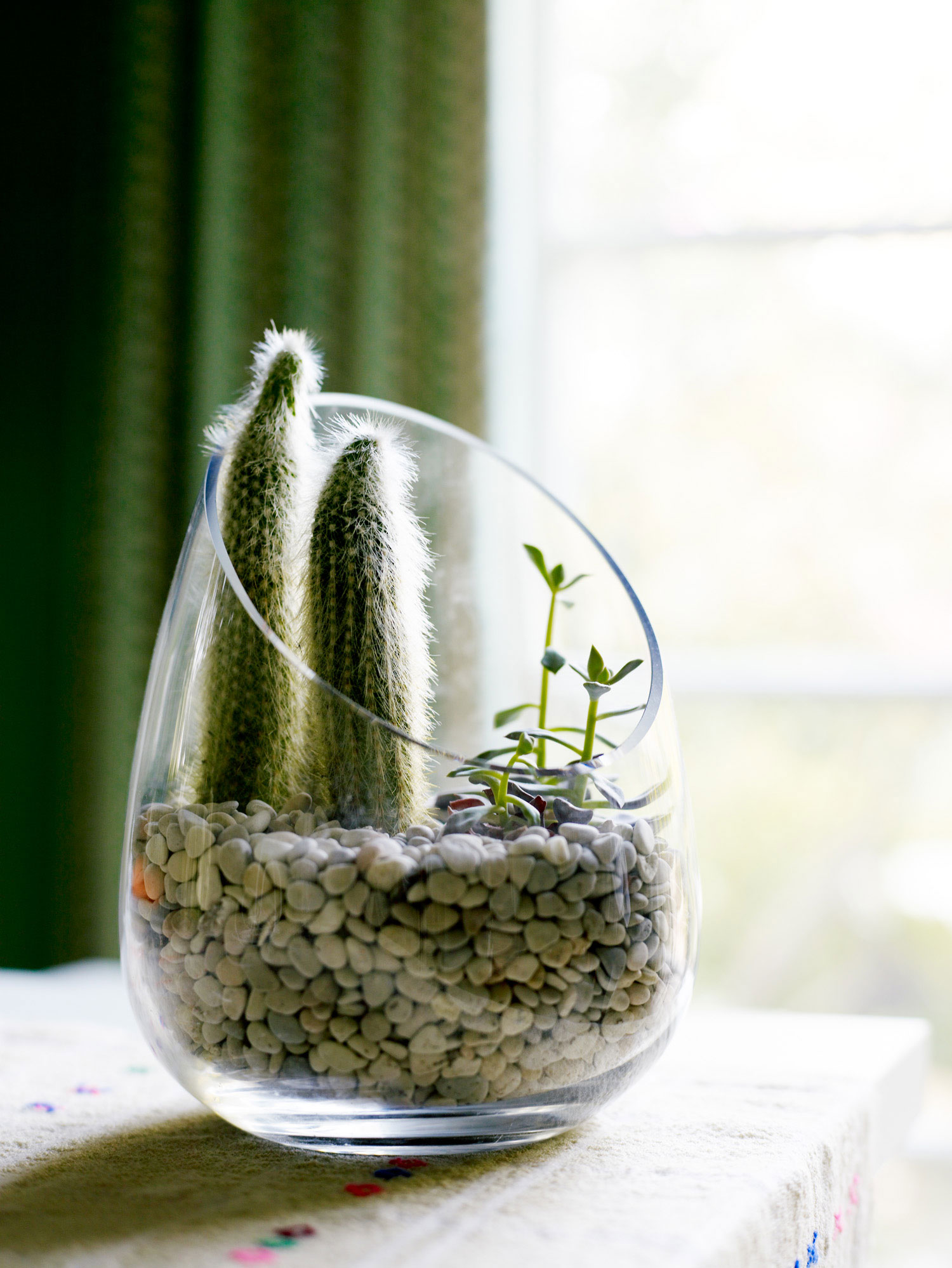 revive-the-terrarium