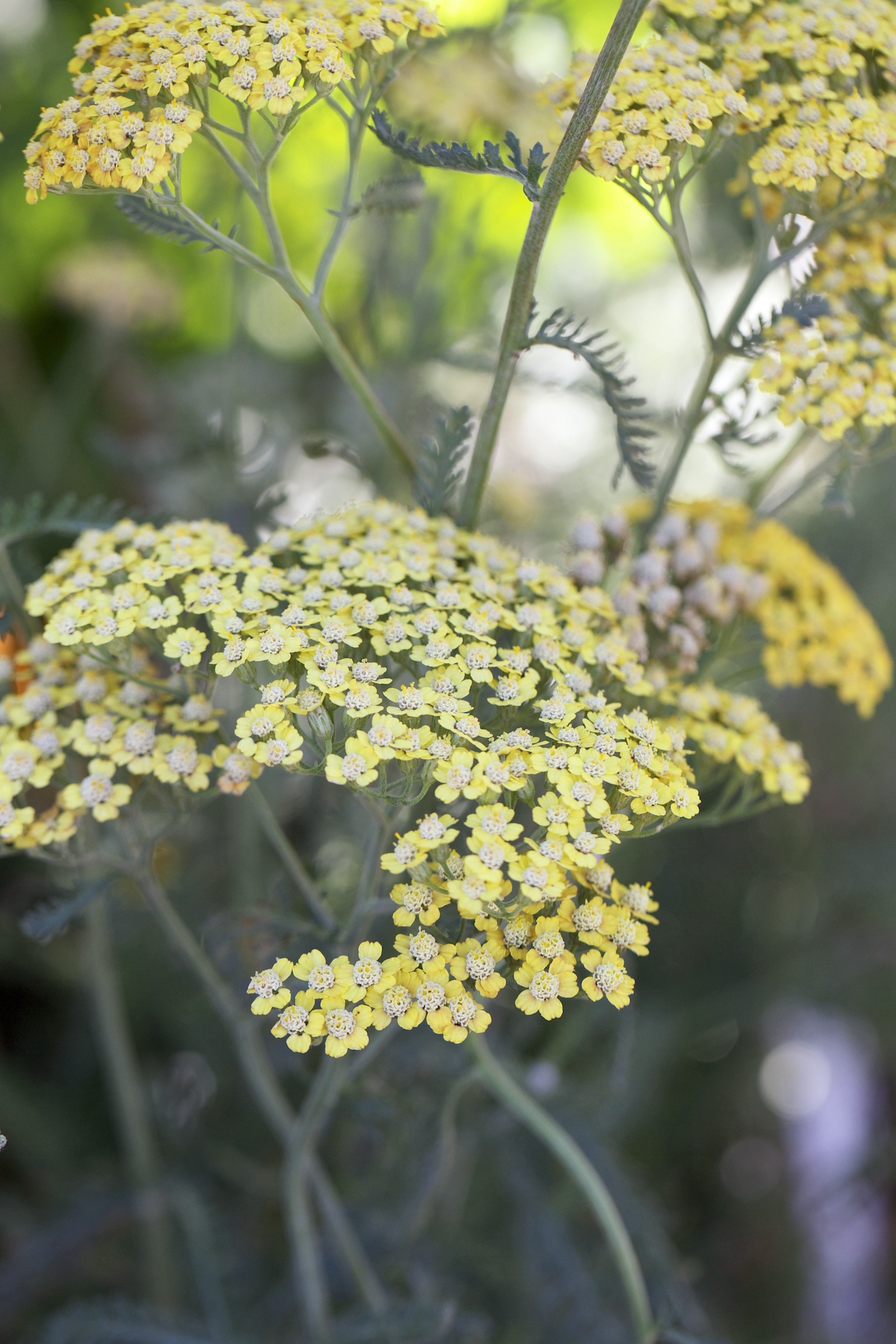 achillea-moonshine-yarrow