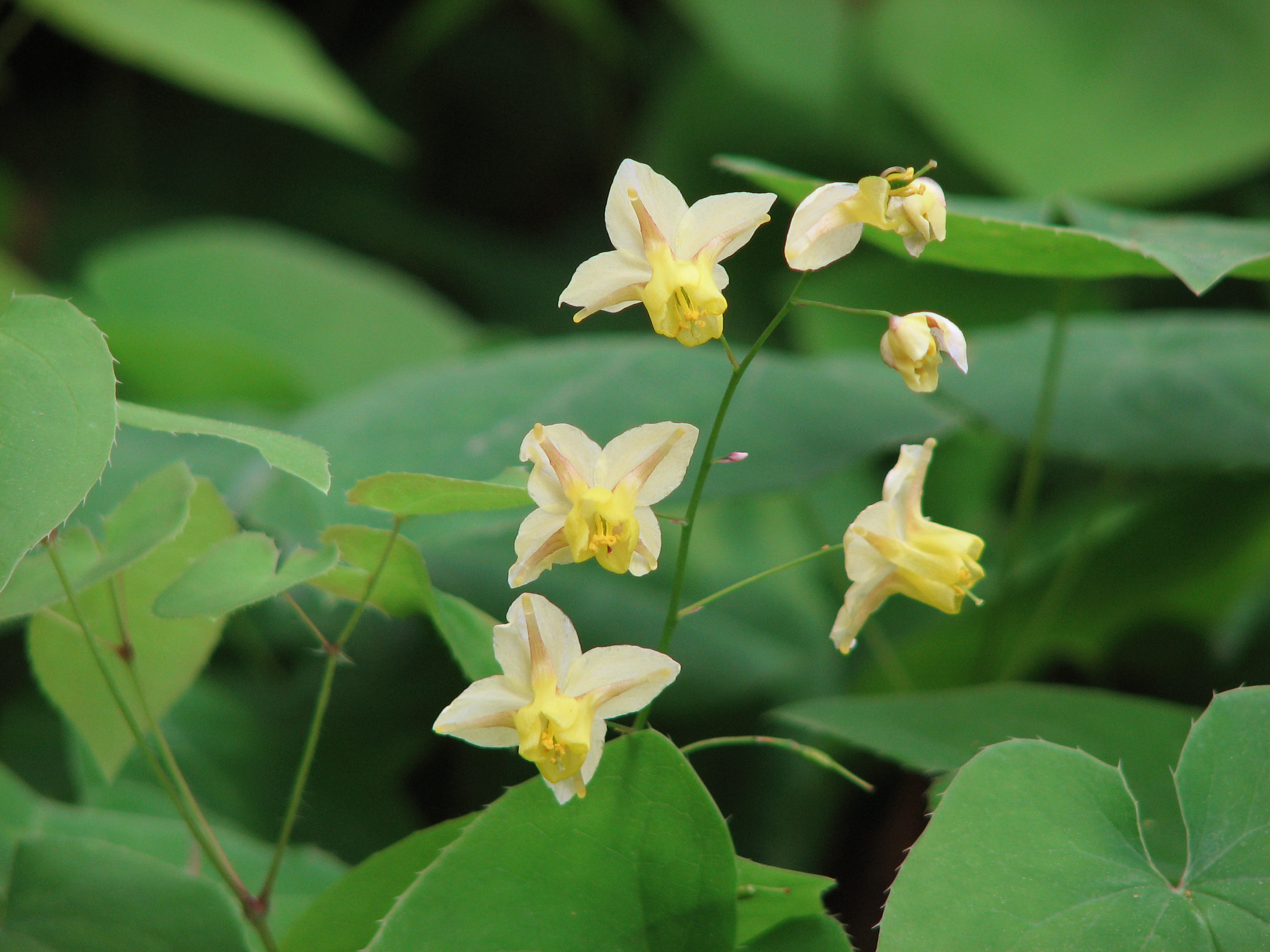 barrenwort-epimedium
