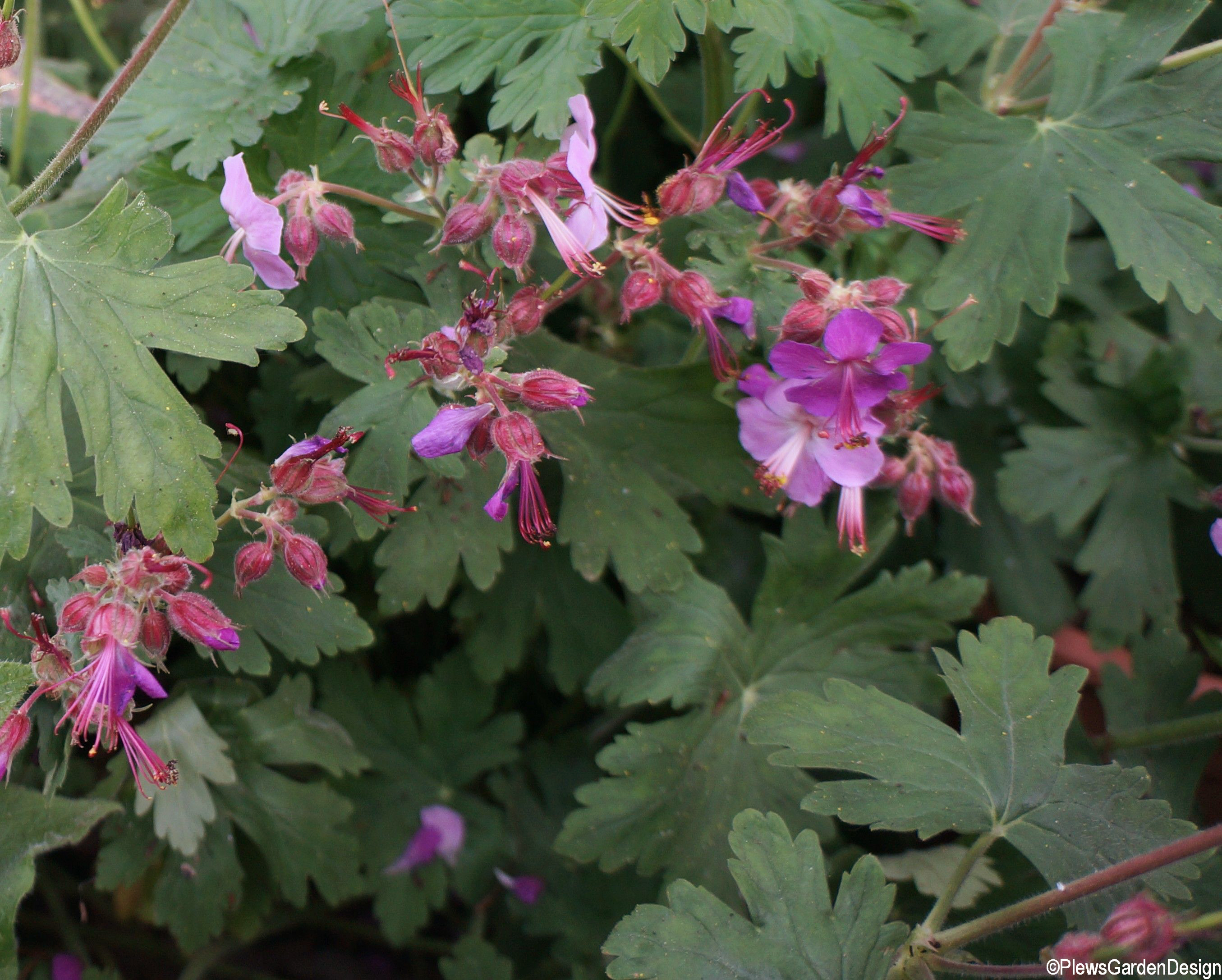 bigroot-geranium-geranium-macrorrhizum