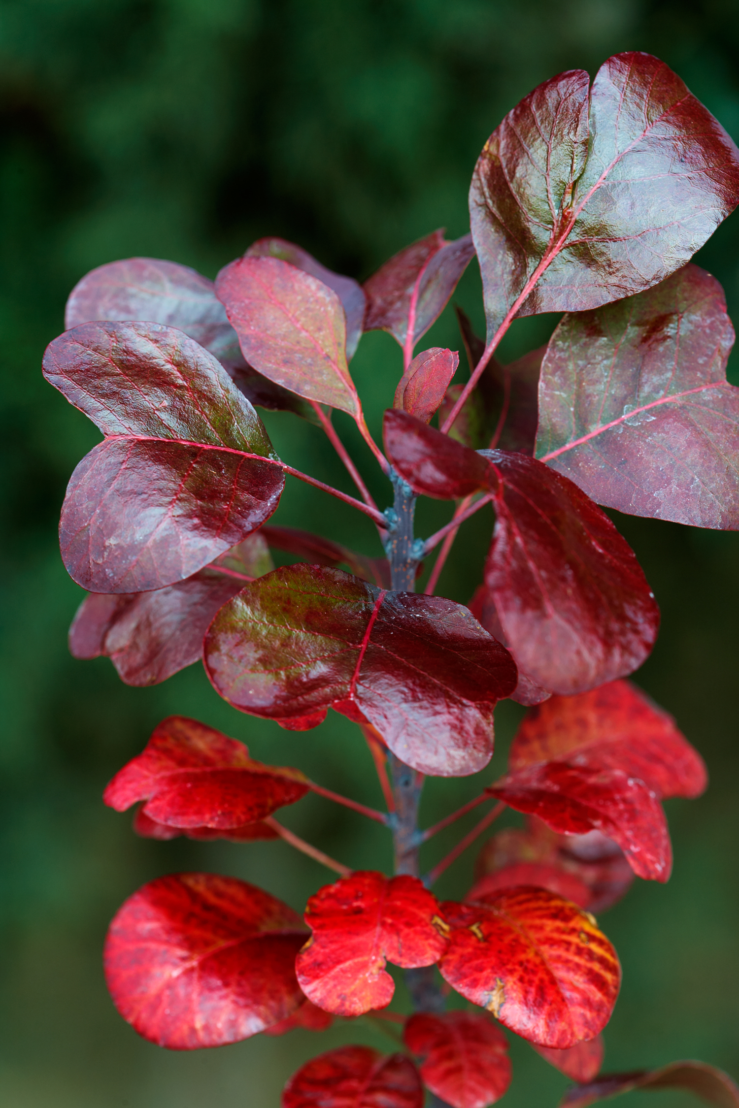cotinus-coggygria-royal-purple